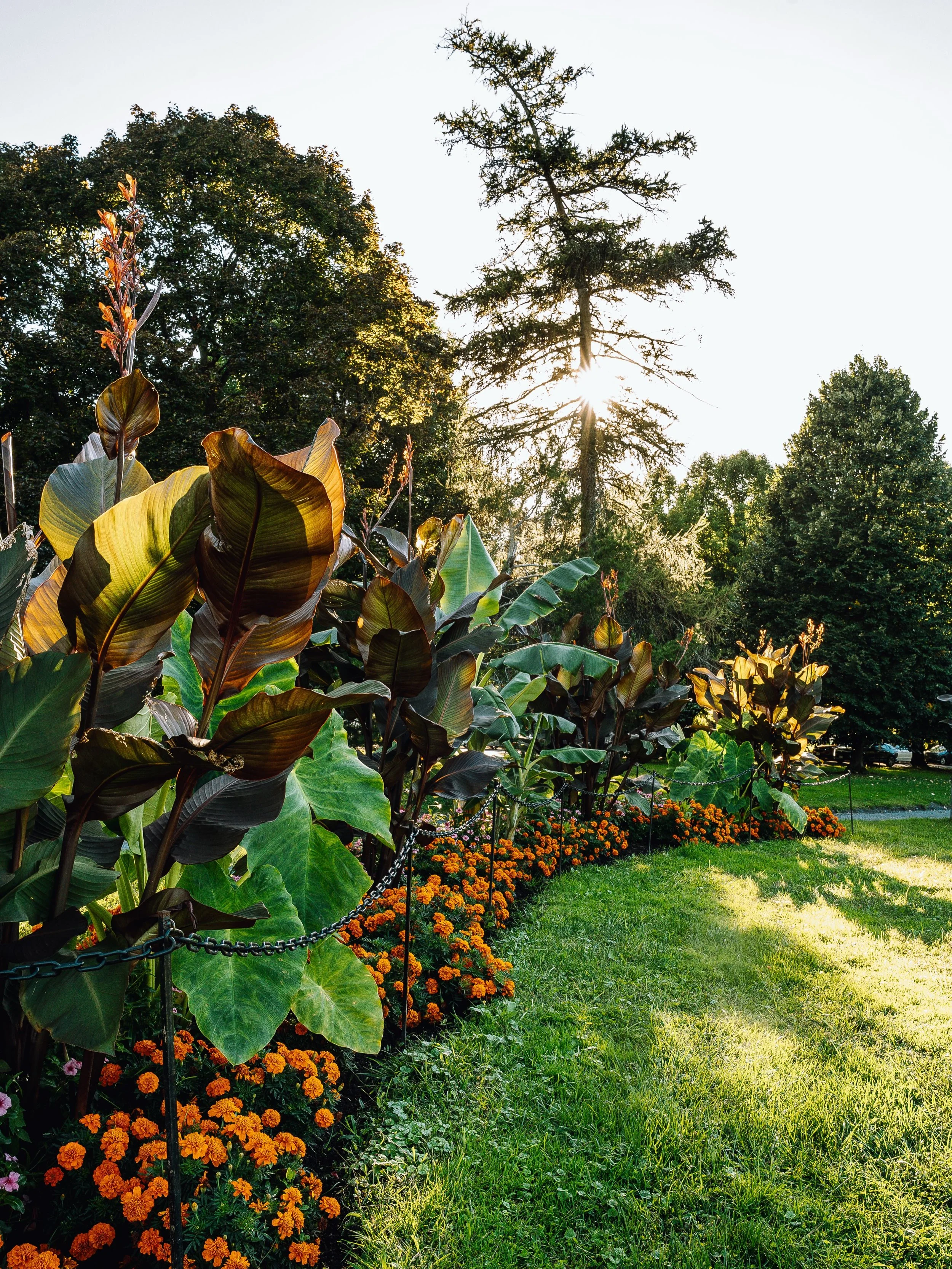 As we enter into Autumn, let&rsquo;s take a moment to marvel at our gorgeous summer botanicals. There is still time to see these beauties in person - hang onto Summer with us a little longer and stroll through the gardens today! 

Thank you @gardensw