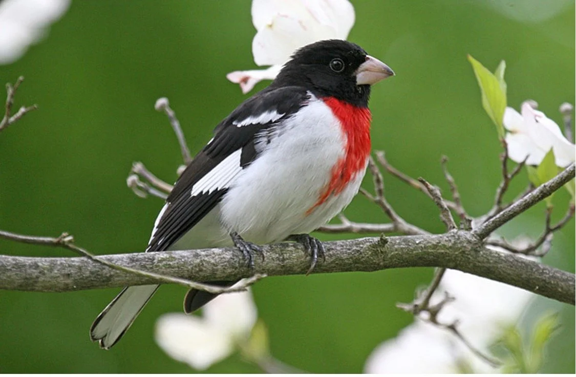 bird in Washington Park