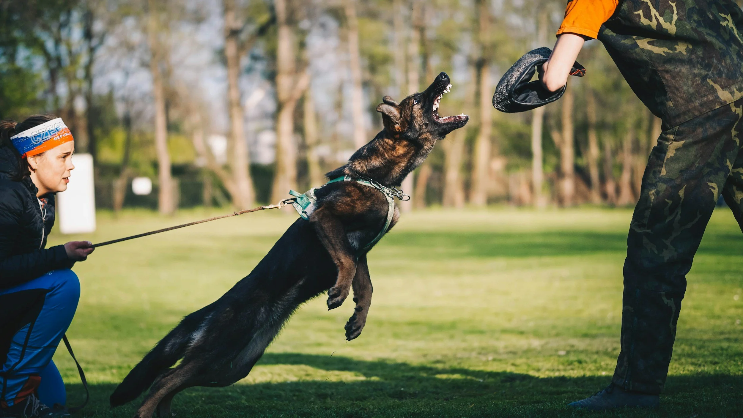 K9 trainer holding a leash, assisting a dog jumping up during a training session at a park with trees in the background.