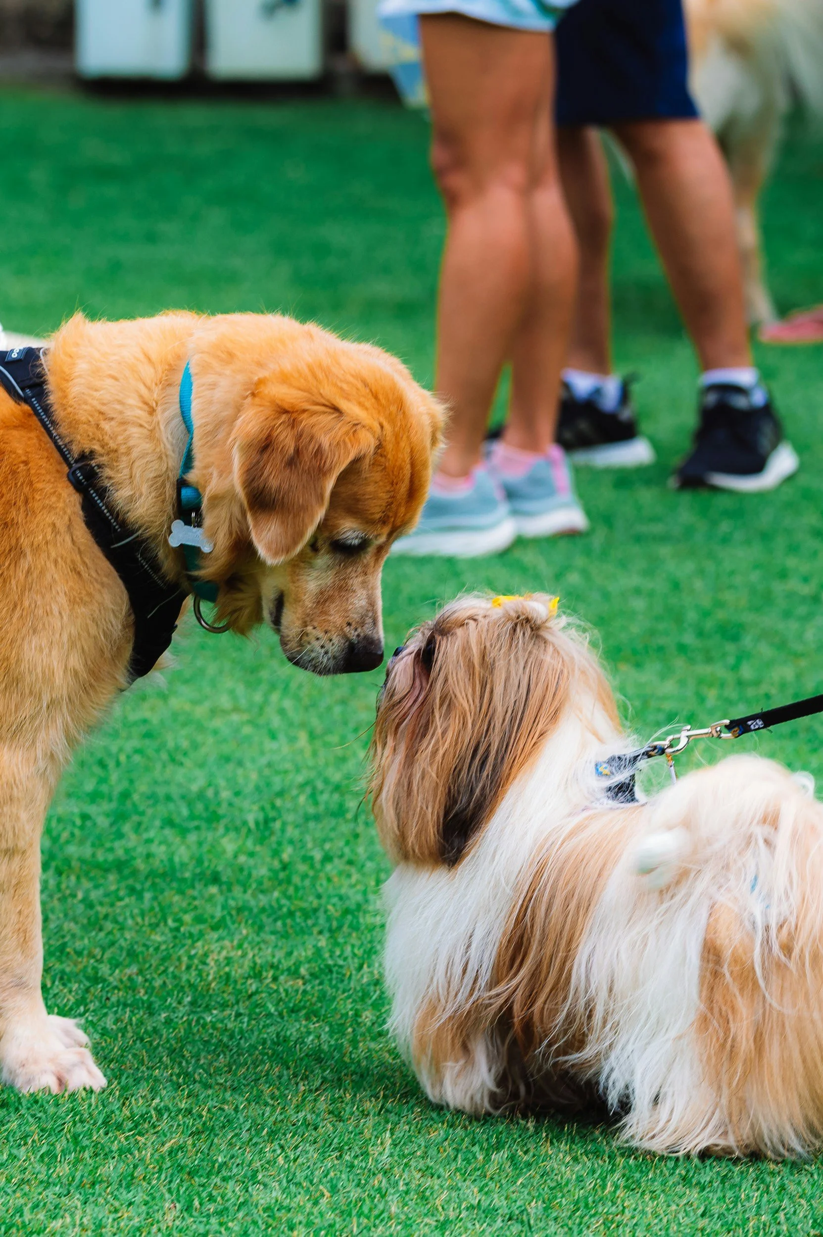 Close-up of a yellow Labrador retriever wearing a blue collar, interacting with a small brown and white dog on green grass, with people in athletic clothing standing in the background.
