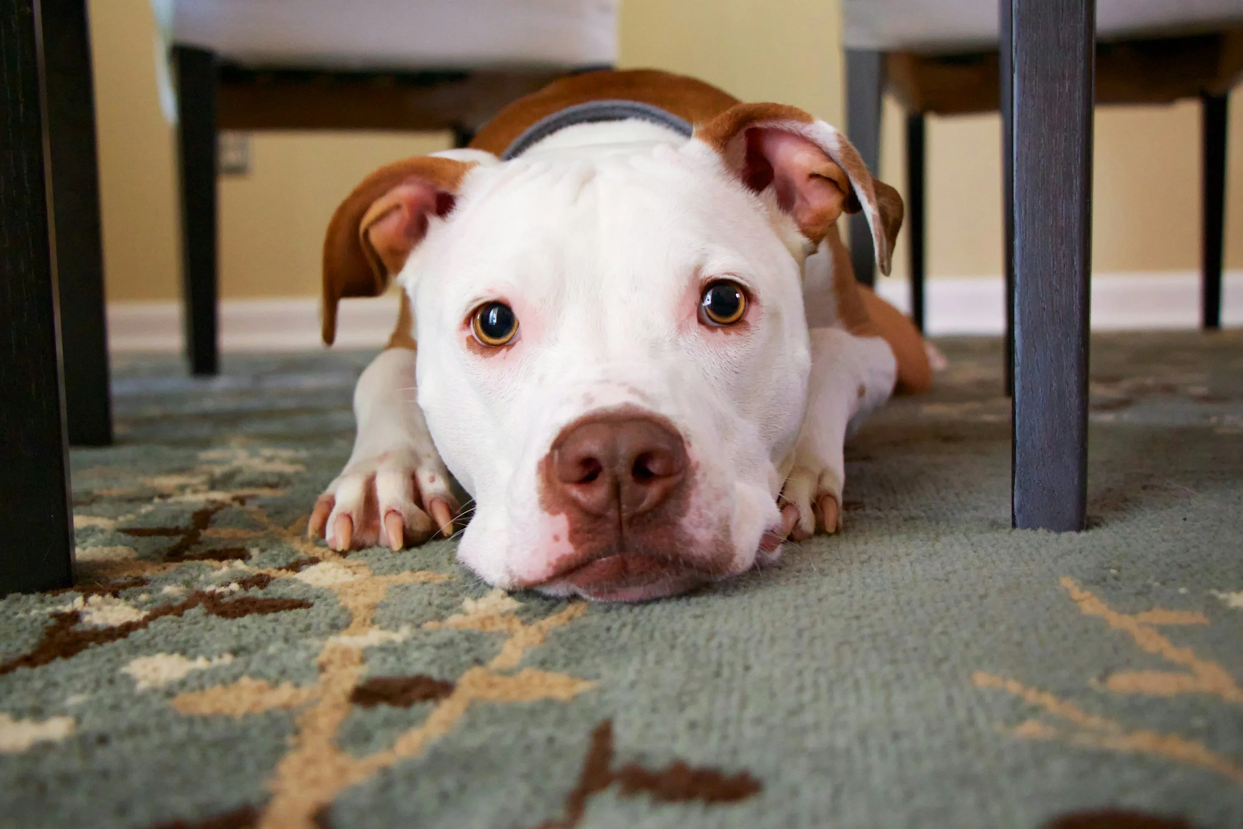 A white and brown dog lying on a patterned carpet, looking directly at the camera with wide eyes, under a dining table.