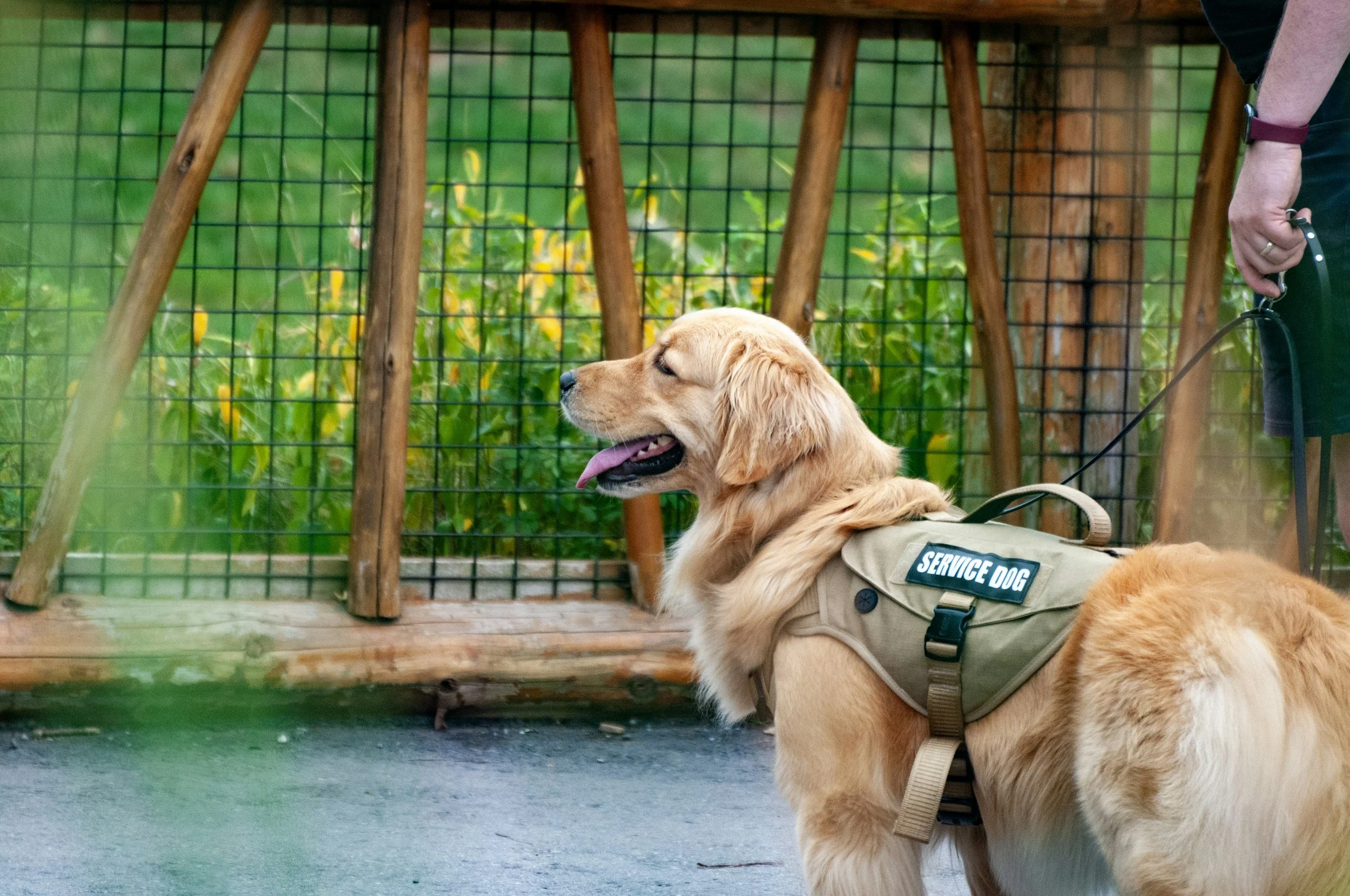 Golden retriever wearing a service dog vest lying on the ground outside, next to a person holding its leash, with a wooden fence and green foliage in the background.