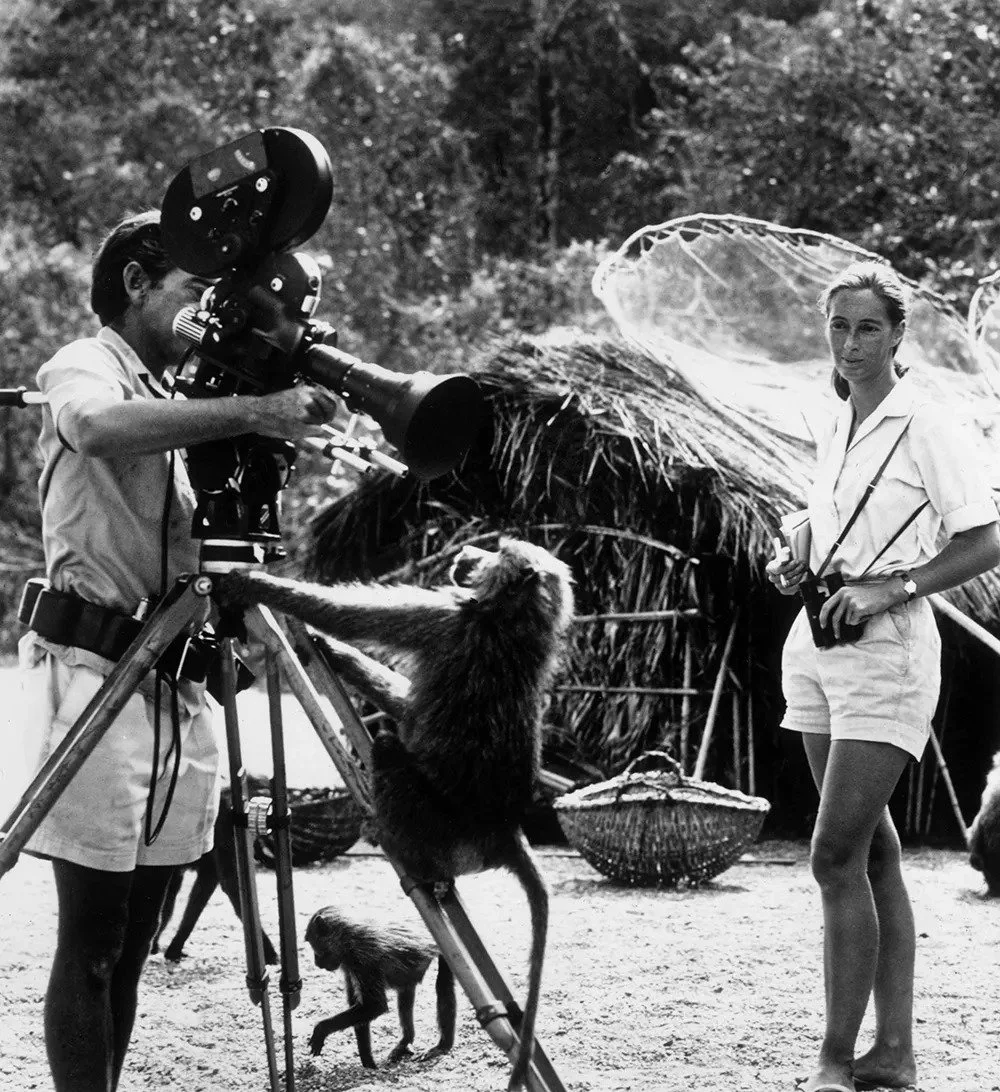 Jane Goodall.jpg