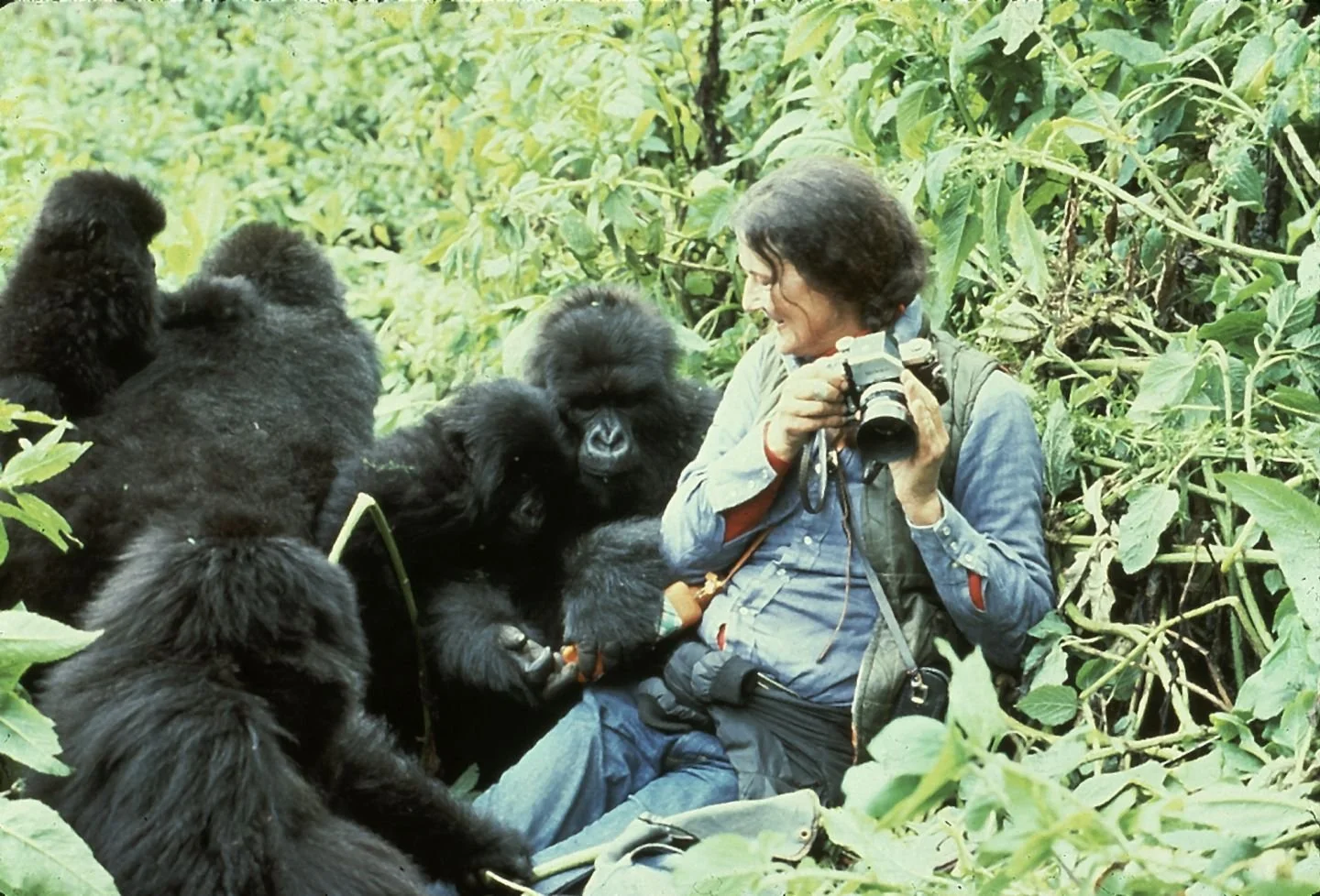 Fossey.jpg