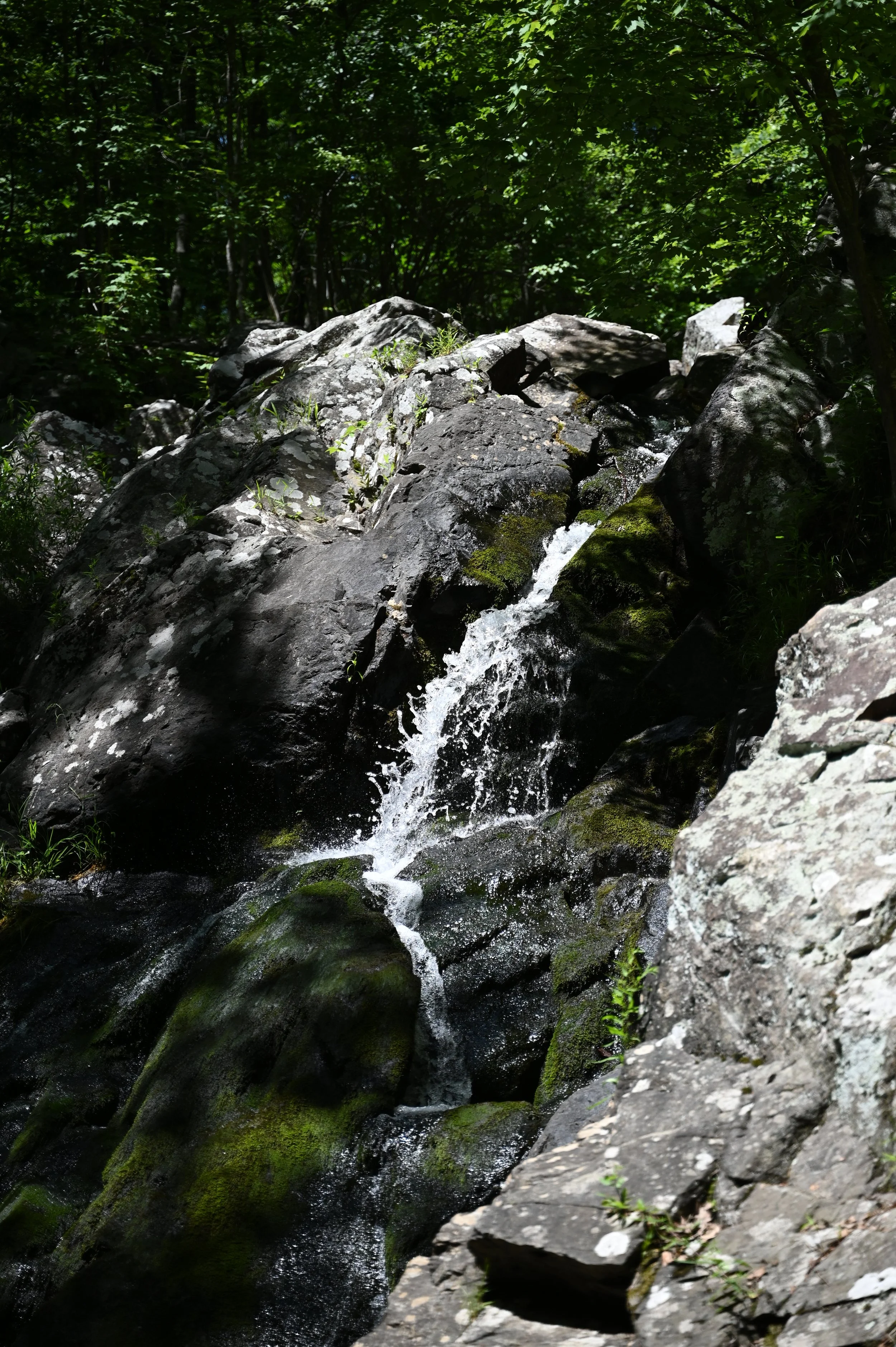 DSC_9933.JPG