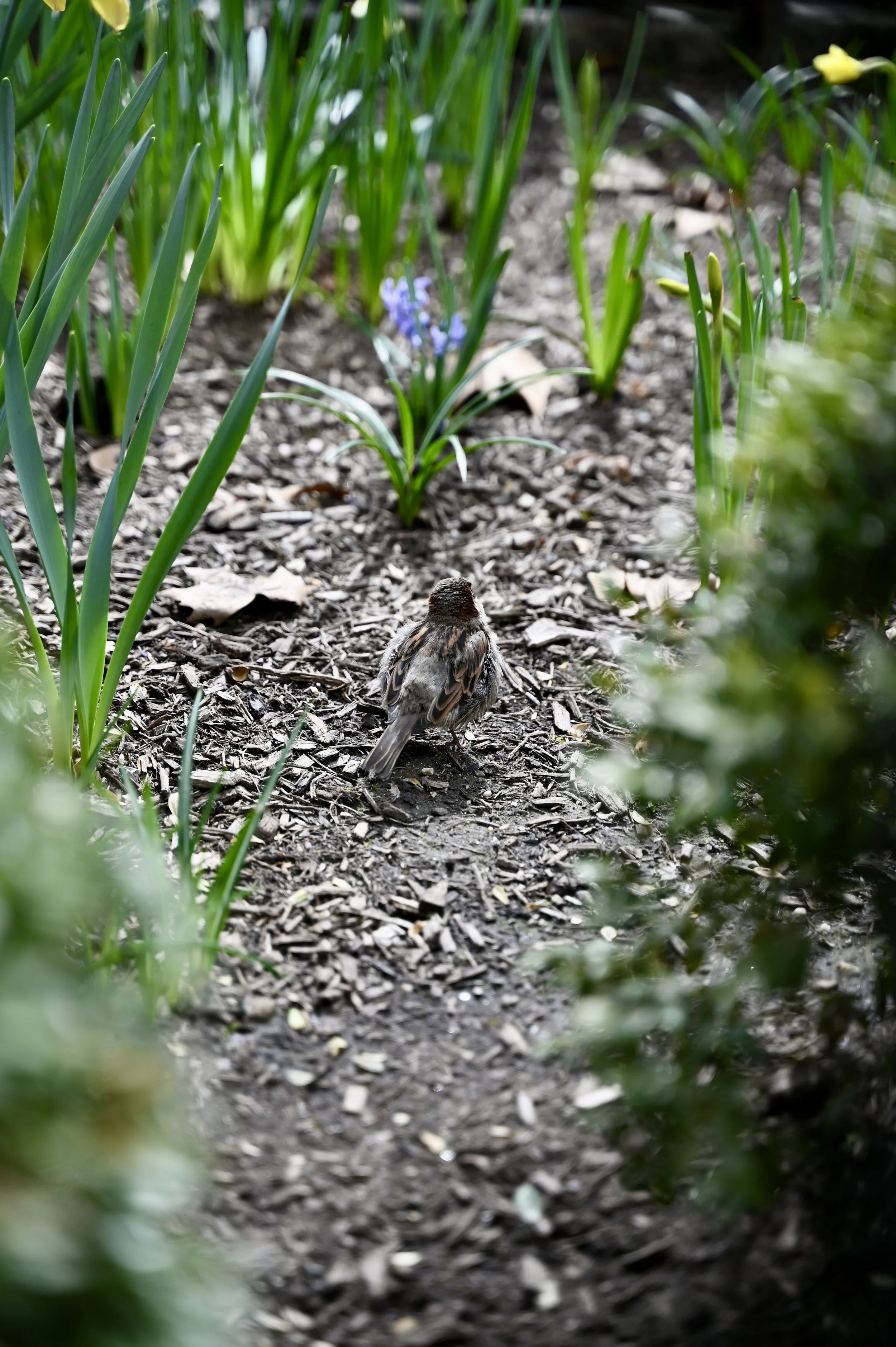 DSC_7687.jpg