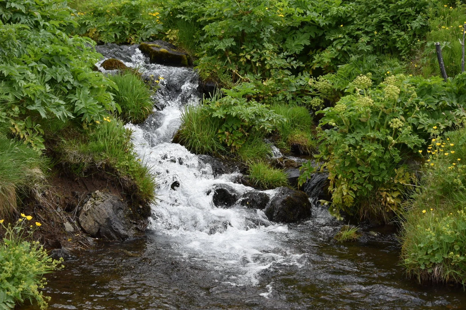DSC_0706.JPG