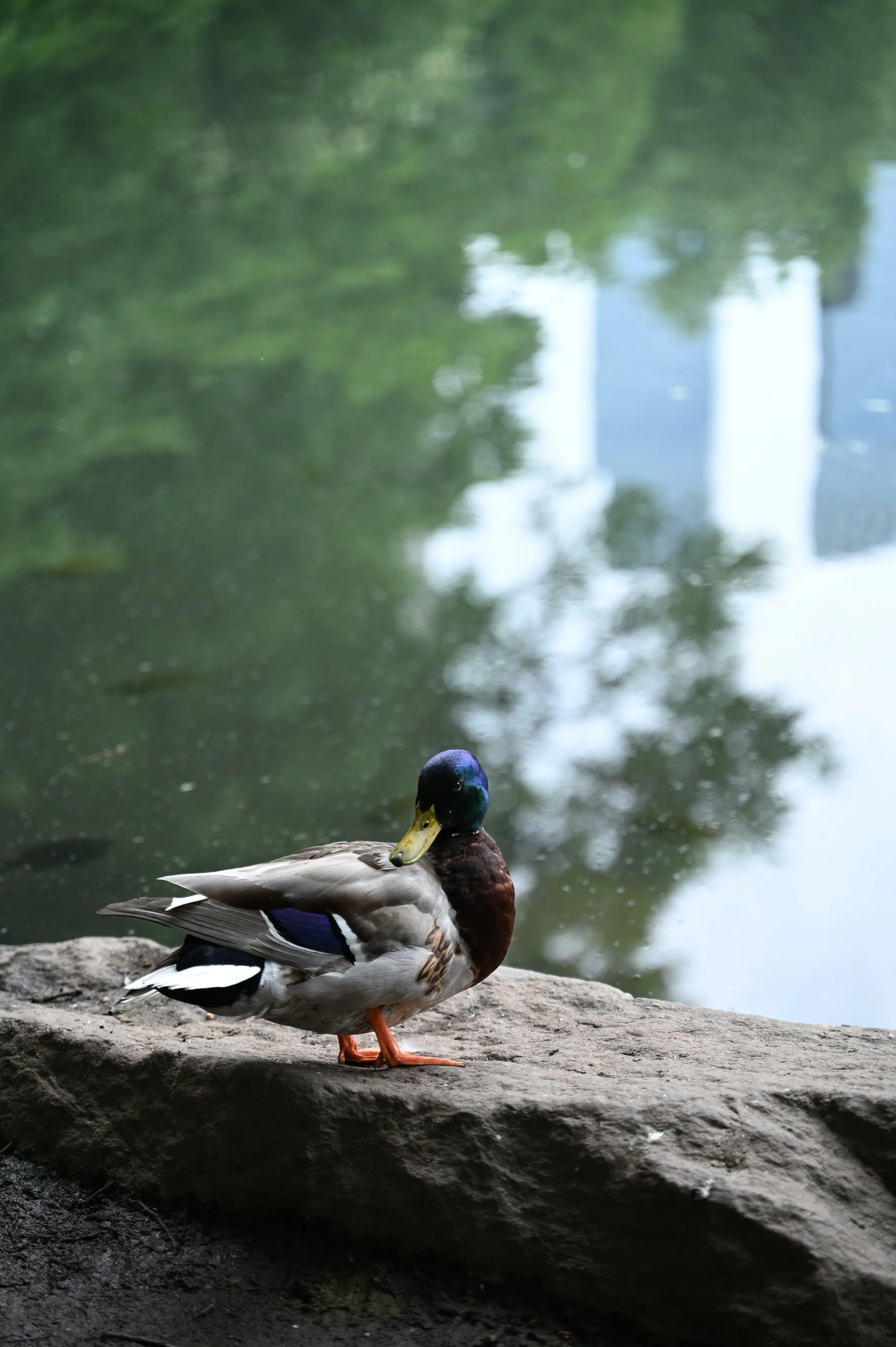 DSC_9877.JPG