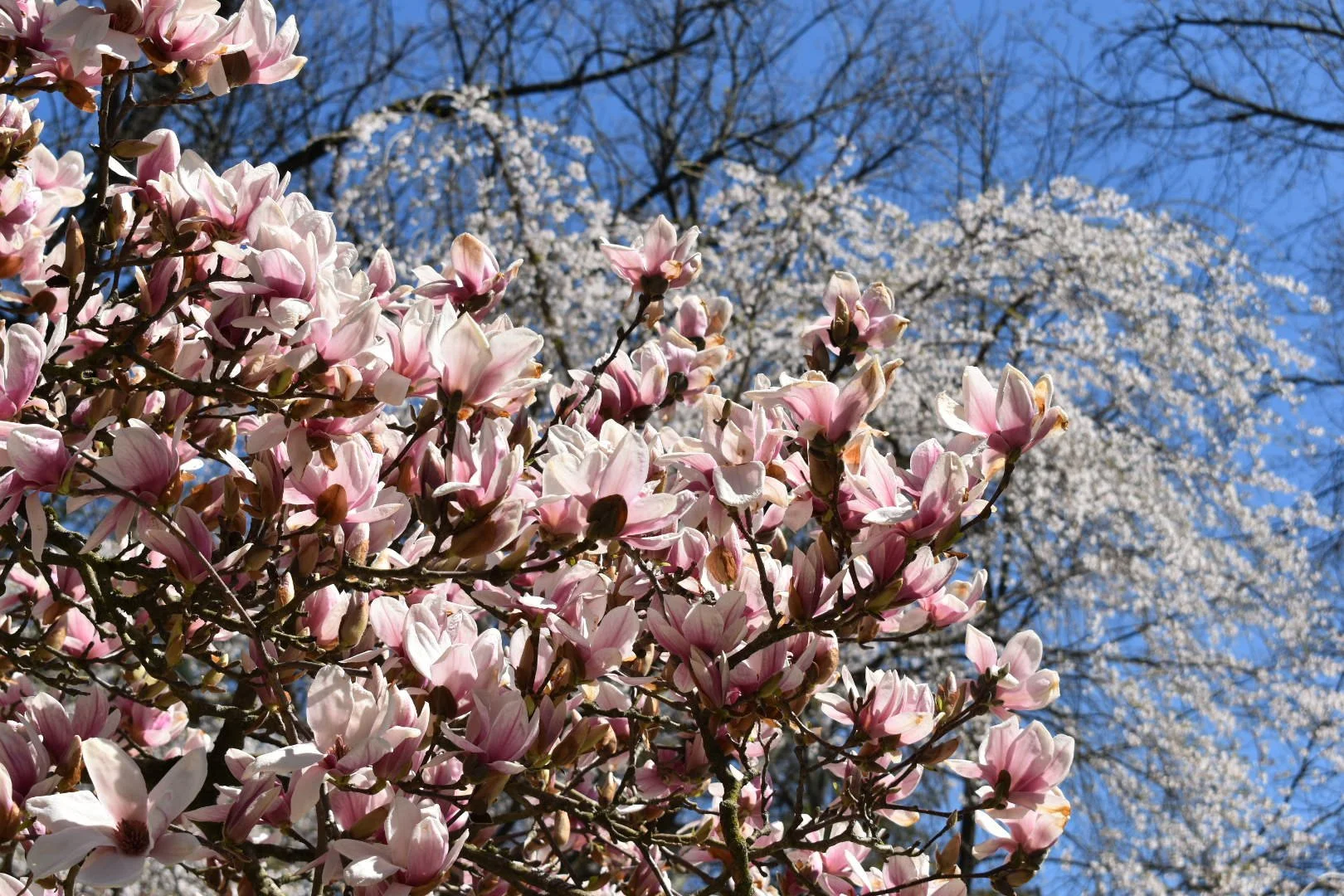 DSC_0196.JPG