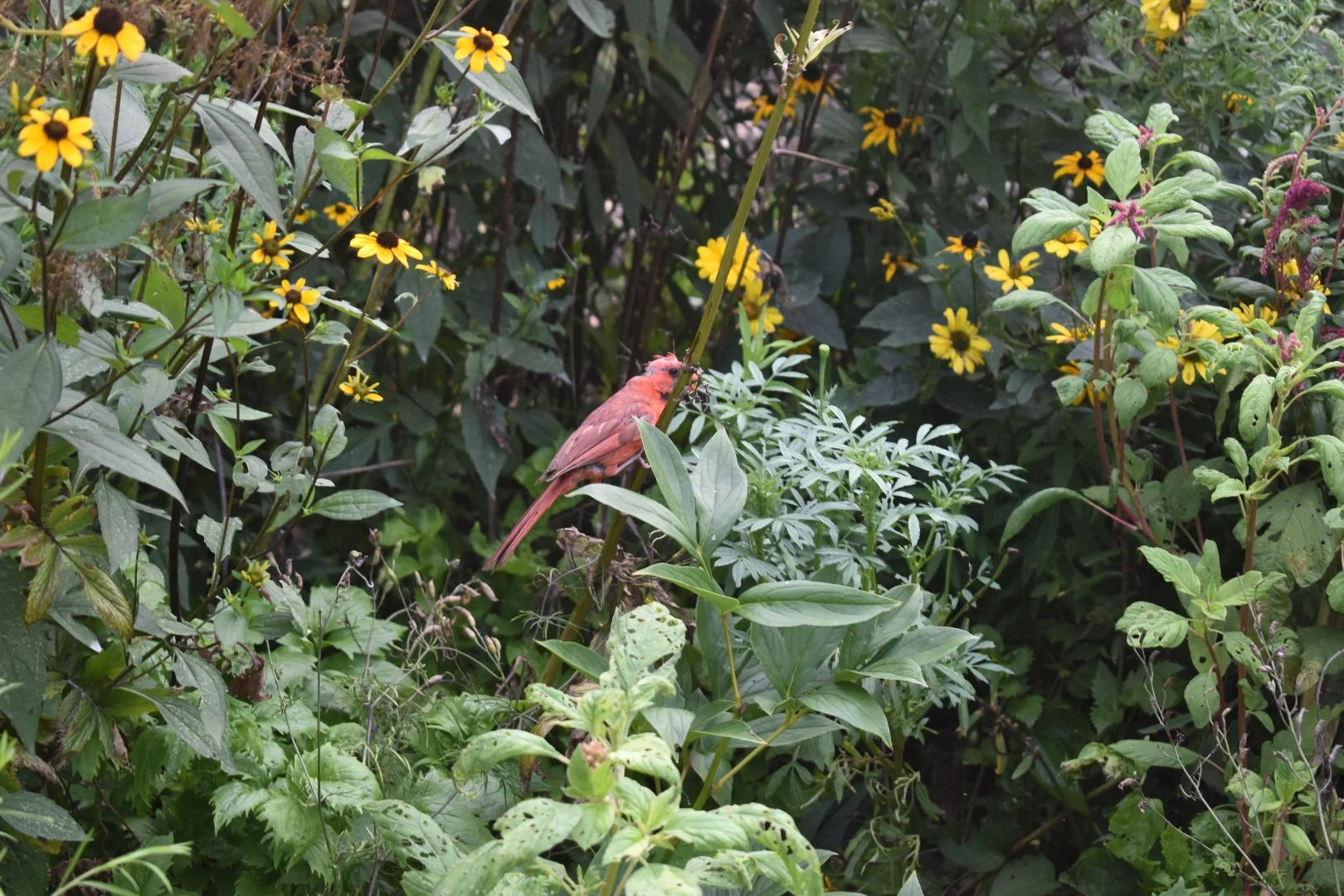 DSC_0135.JPG