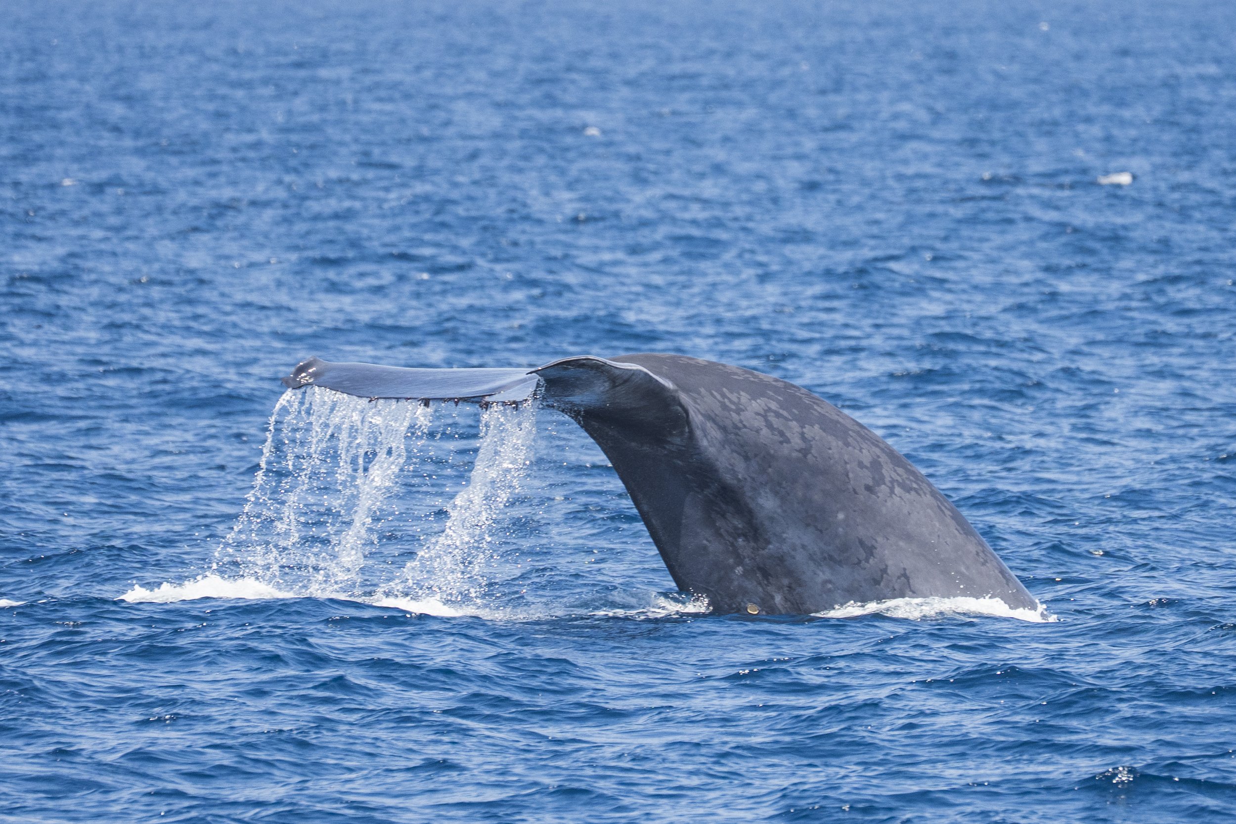 Whale and Watch Tour in San Diego