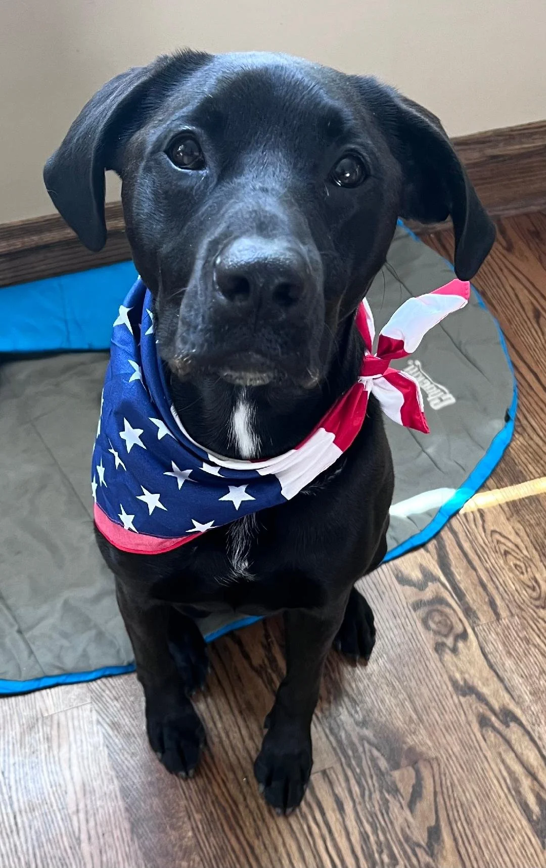 Photo of Rosie, dog owned by veterans lawyer Catherine Cornell