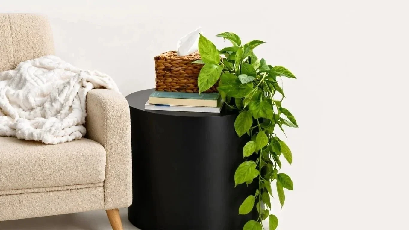 A beige sofa with a white blanket, a black side table with a woven tissue box, a few stacked books, and a leafy green plant against a white wall.