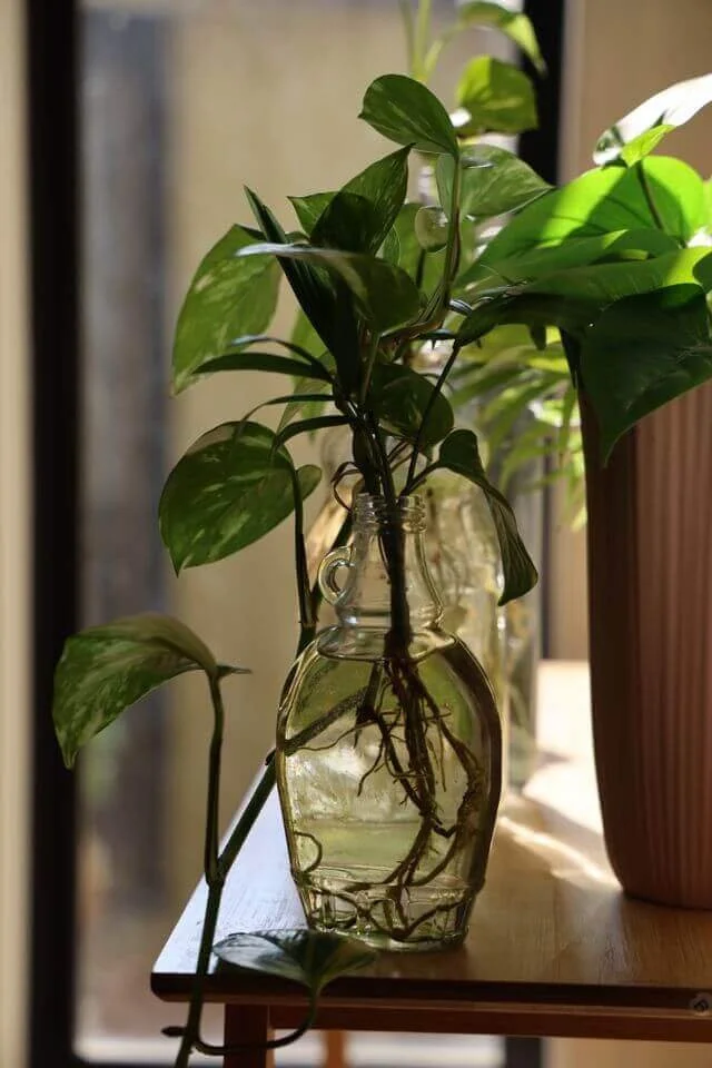 A plant cutting growing new roots in water, representing knowledge transfer and succession planning in care organizations.