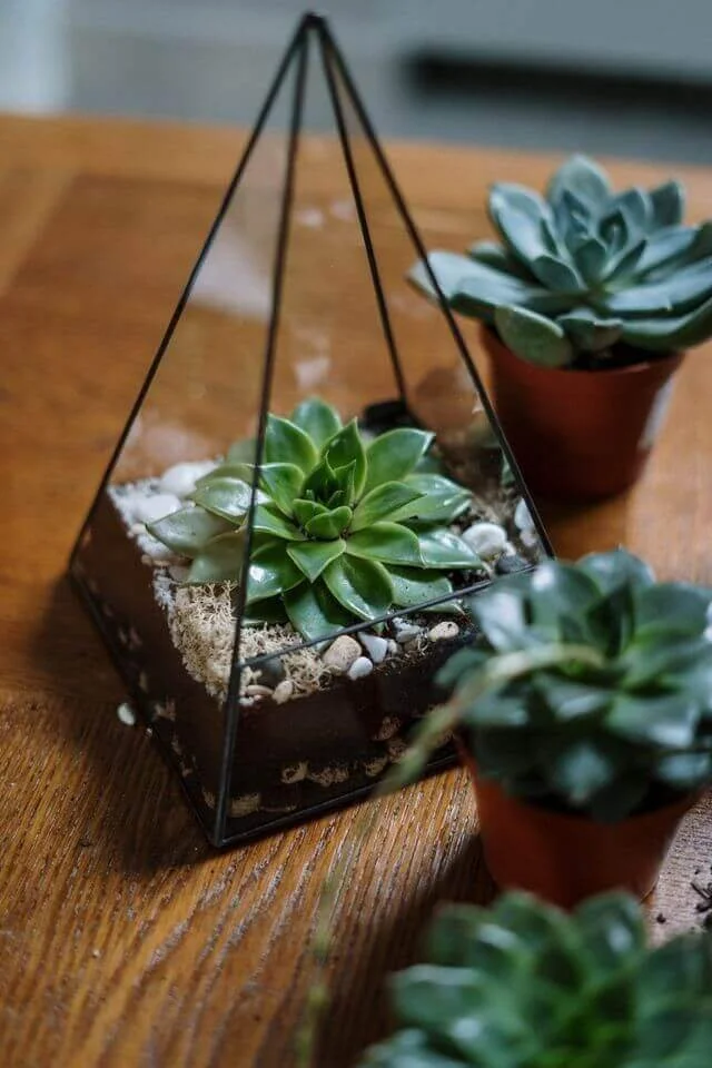 A glass triangle terrarium holding a growing succulent on warm wood, reflecting And They Grew's systems-based approach to workforce continuity.