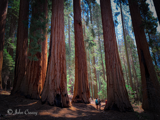 Redwood Cathedral