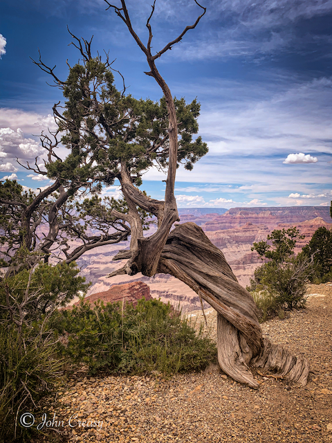 Grand Canyon Juniper