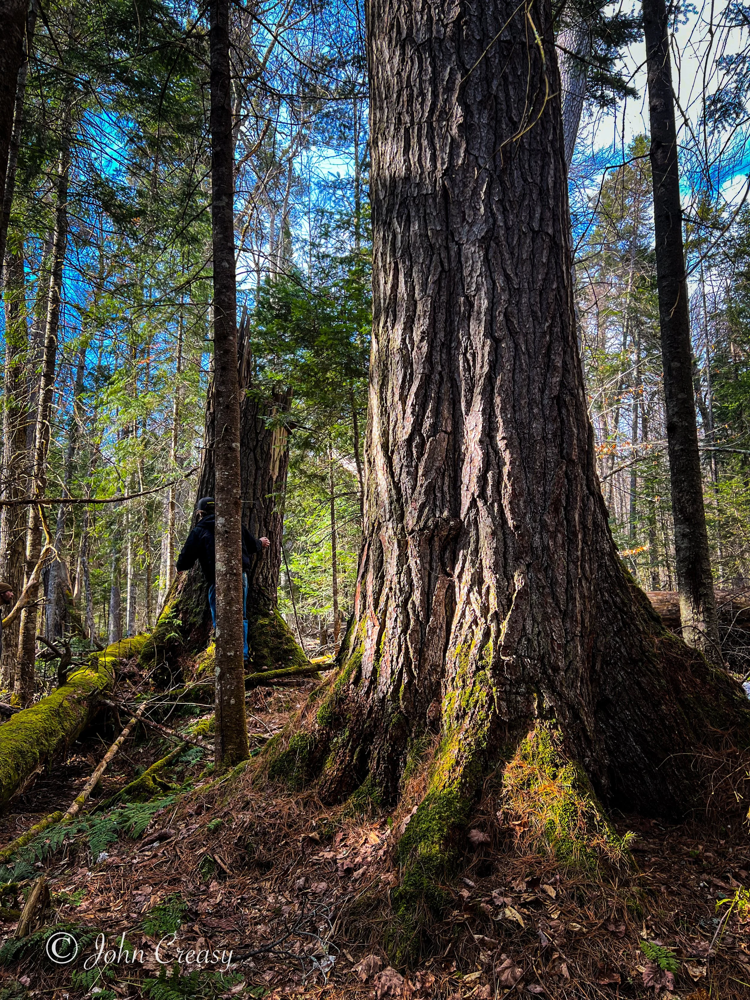 Adirondack White Pines