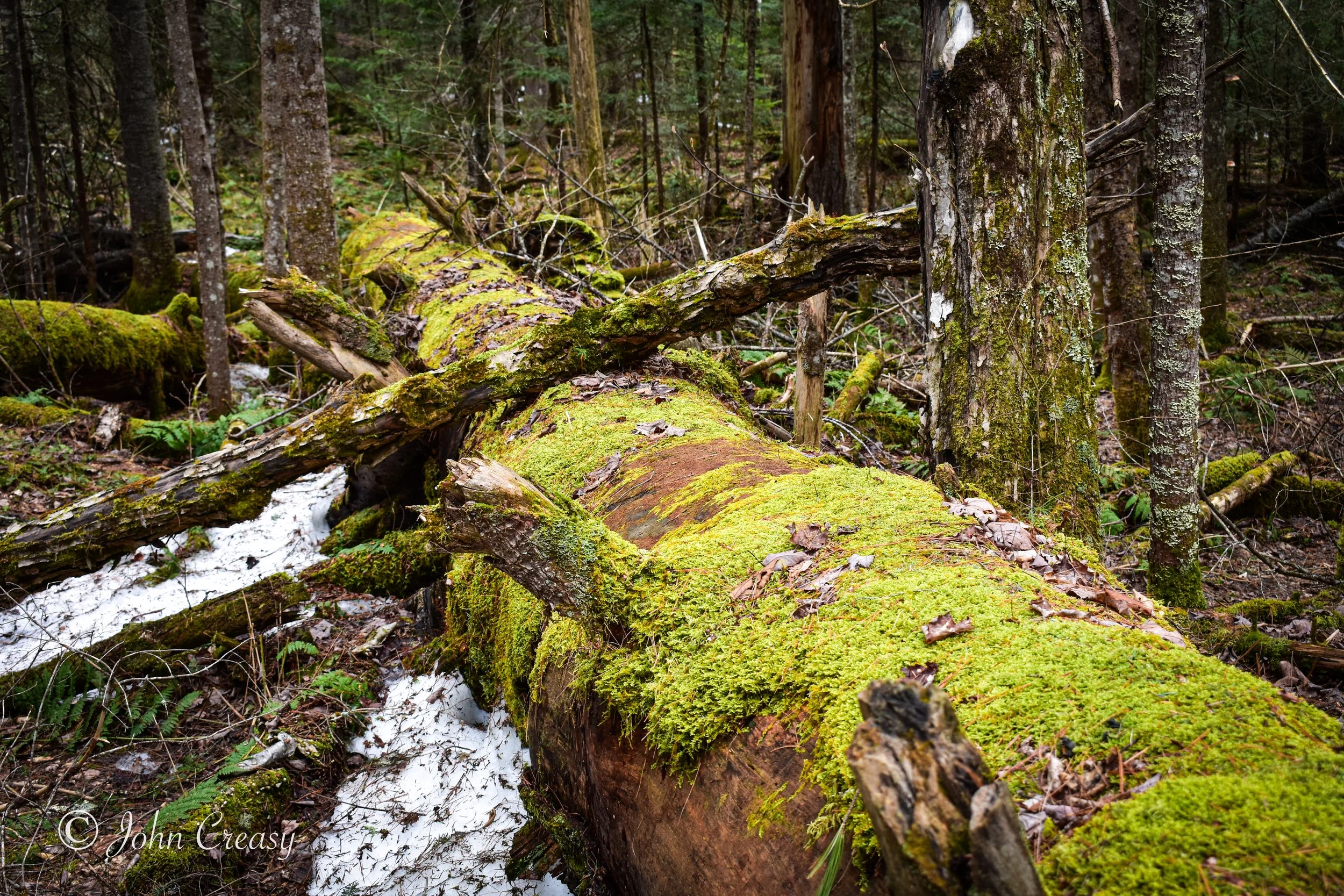 Fallen Giant