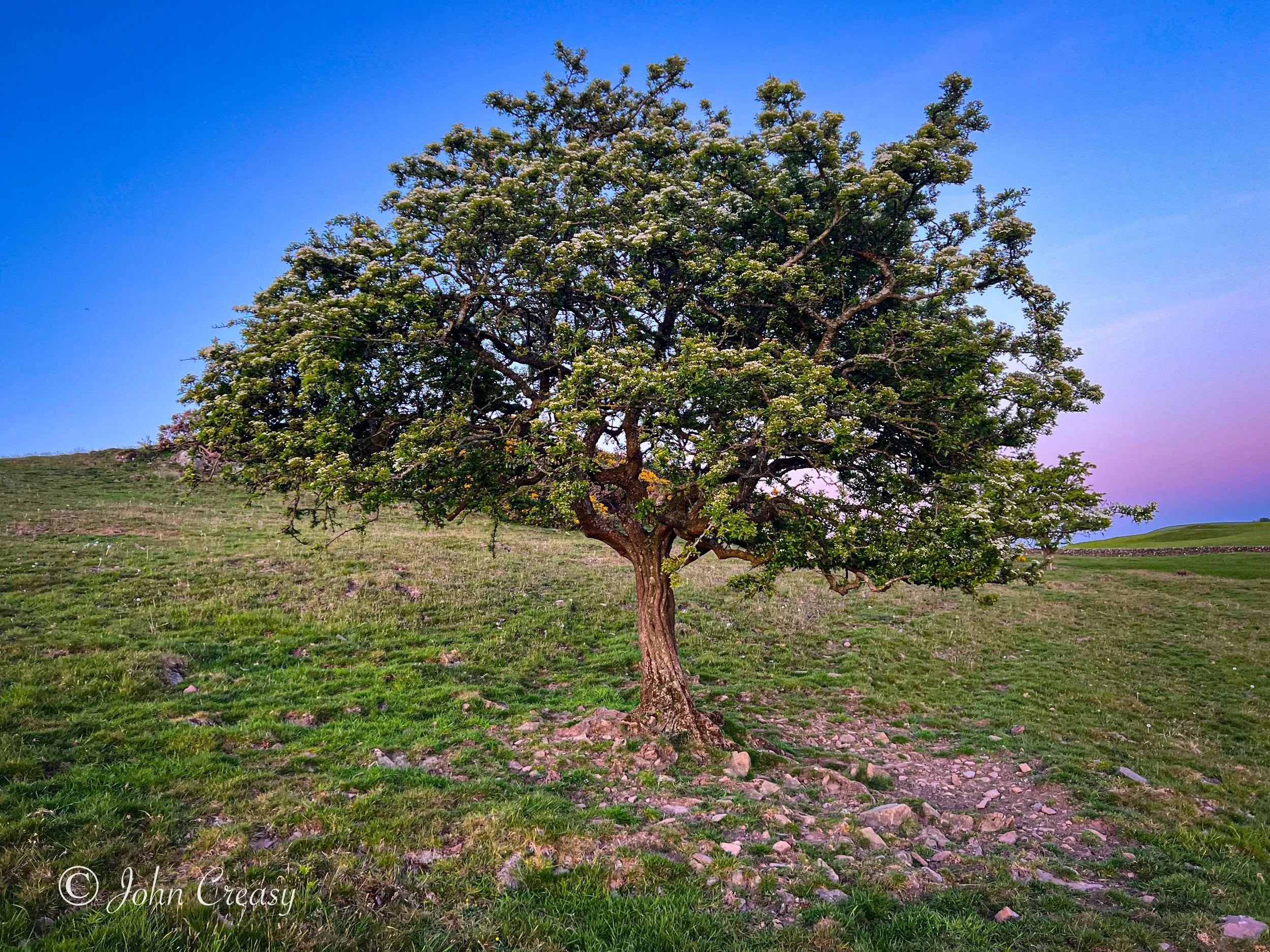 Fairy Tree