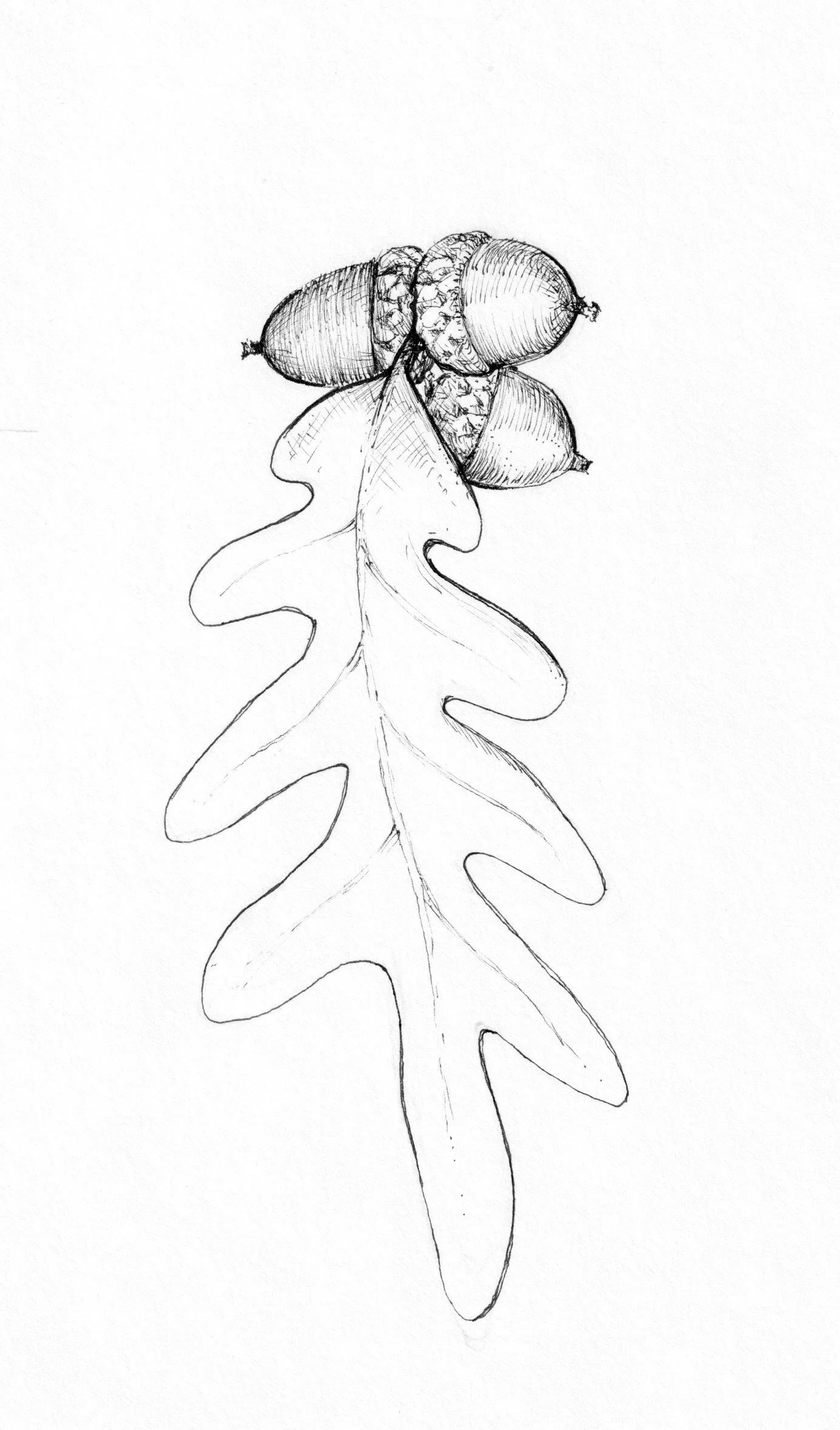 Quercus alba