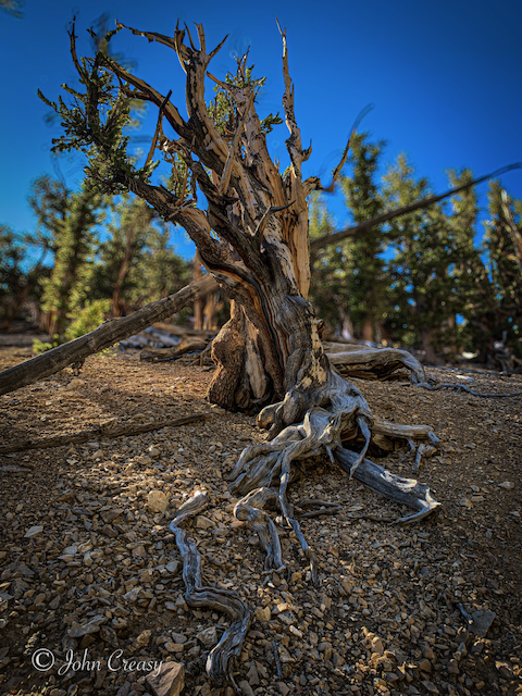 Great Basin Bristlecone Pine