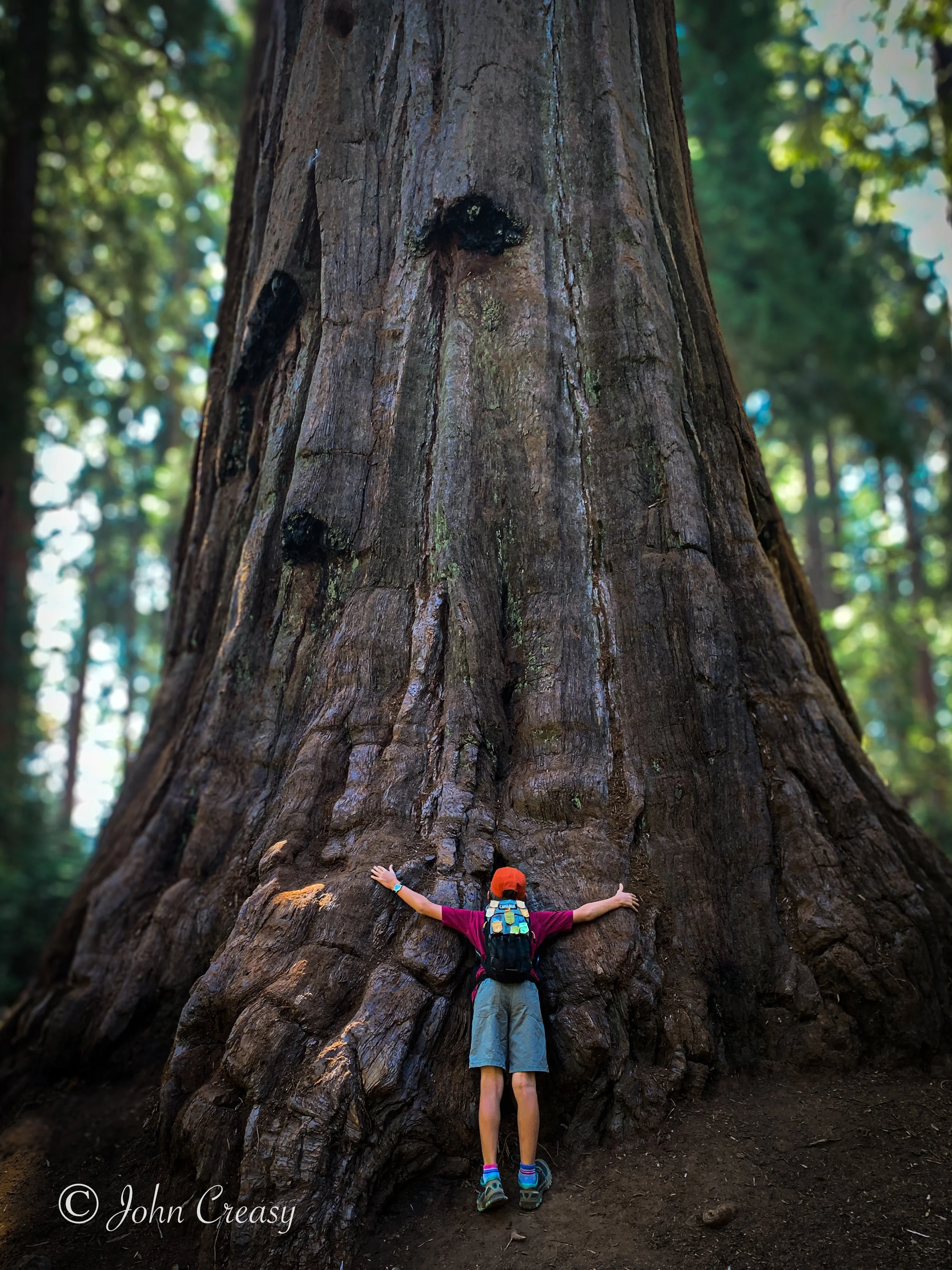 Tree Hugger