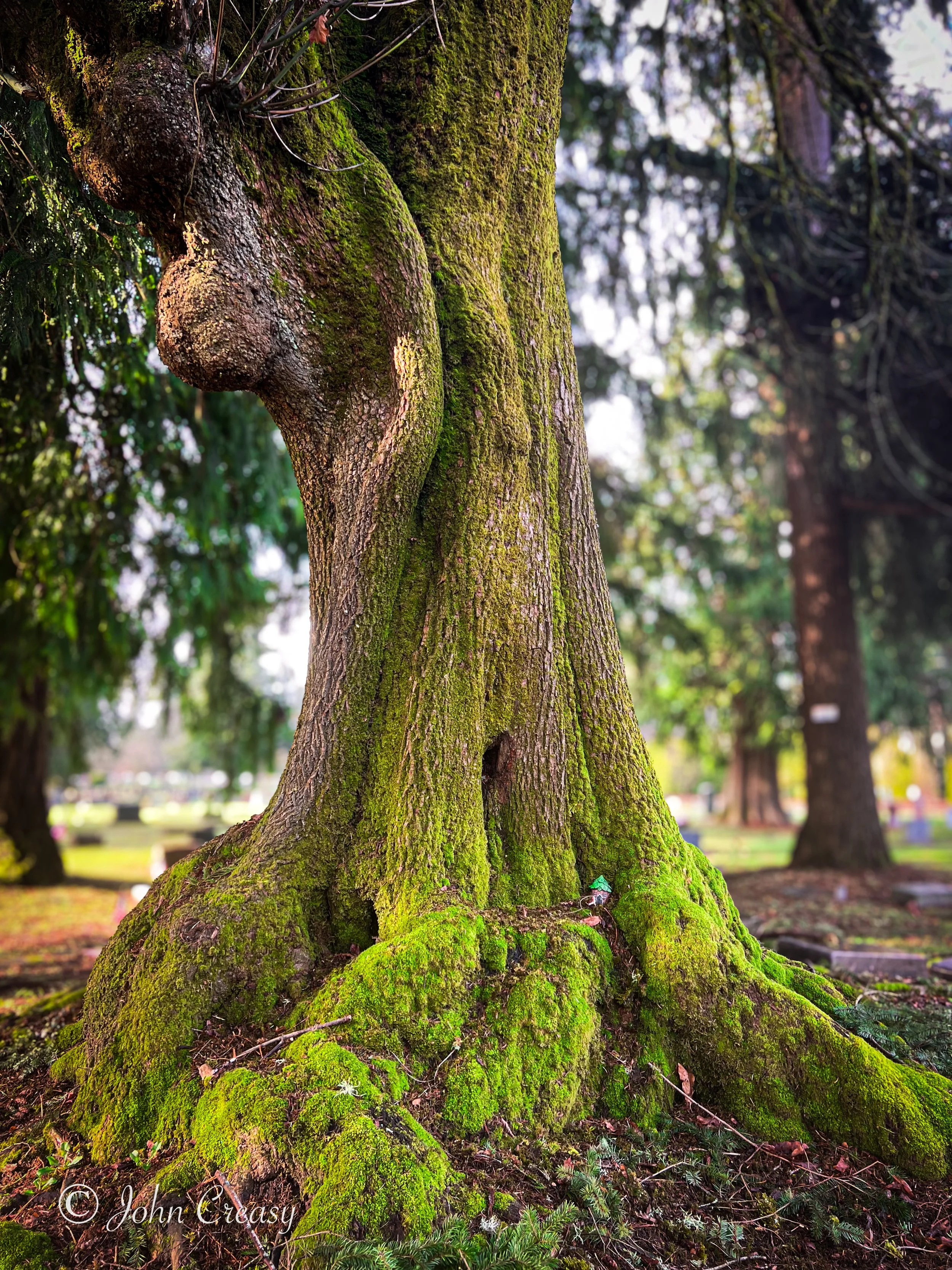 Mossy Tree