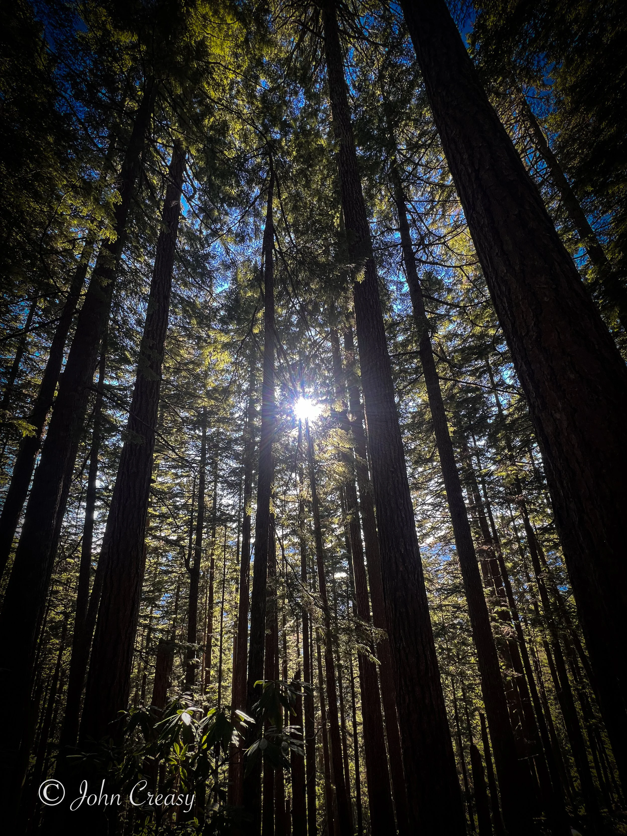 Forest Morning
