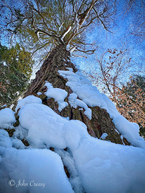 Adirondack Hemlock