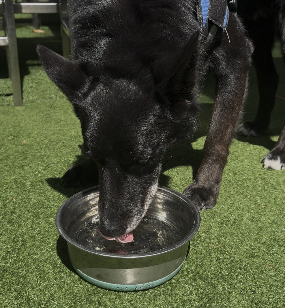 Dog at Zetland Hotel