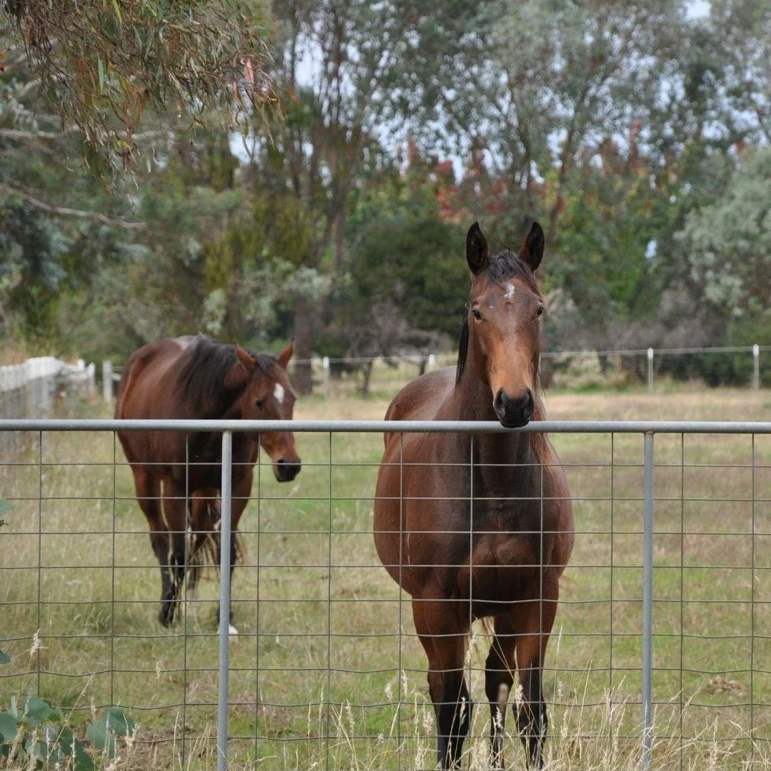 Horses.jpg