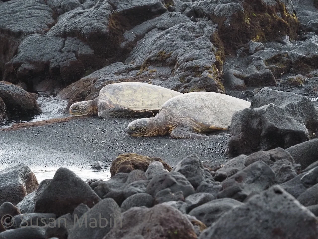 #10. Sea Turtles. Hawaii