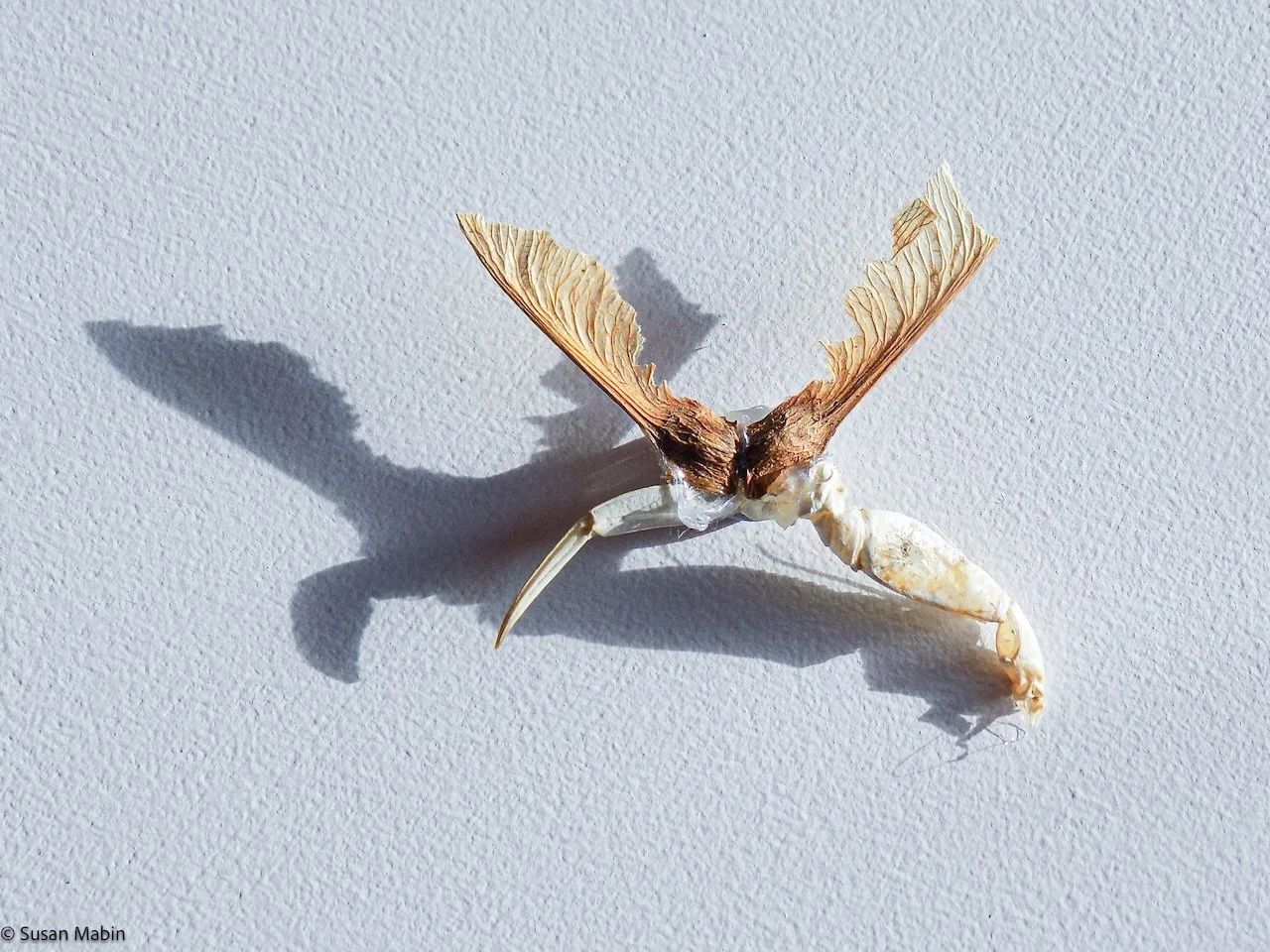 Metamorphosis
