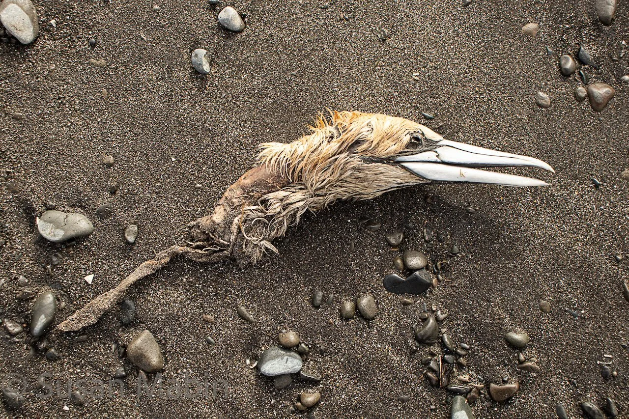 gannet head 29,6.jpg