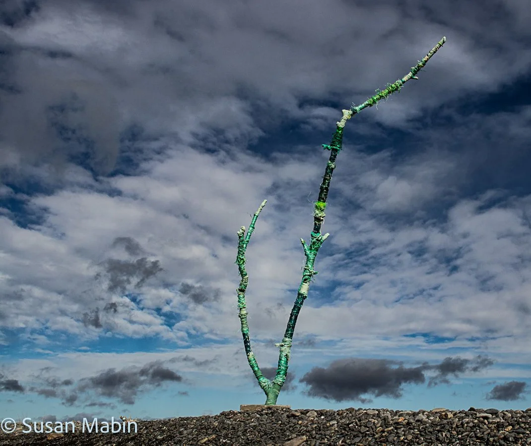 green beach tree 1.1(3).jpg