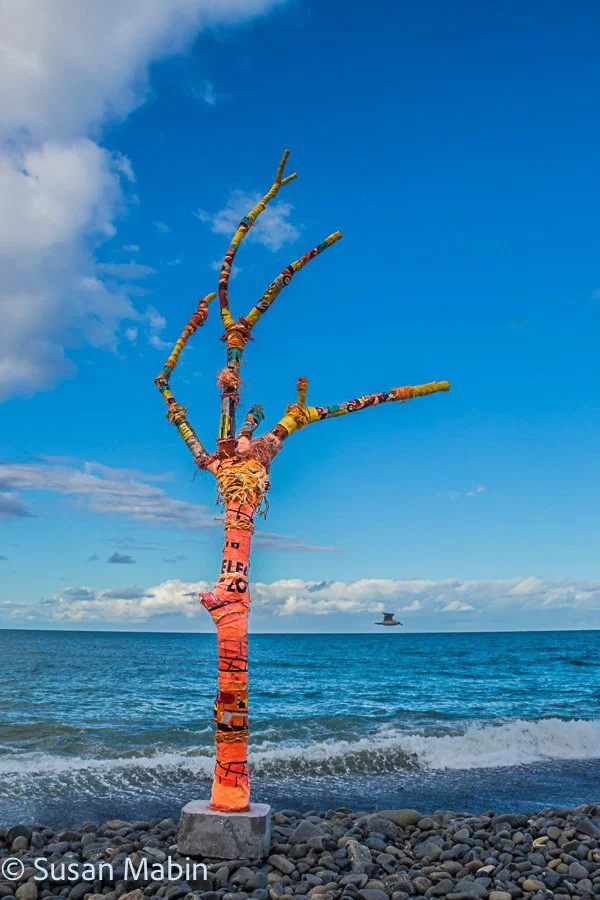 beach tree (2).jpg