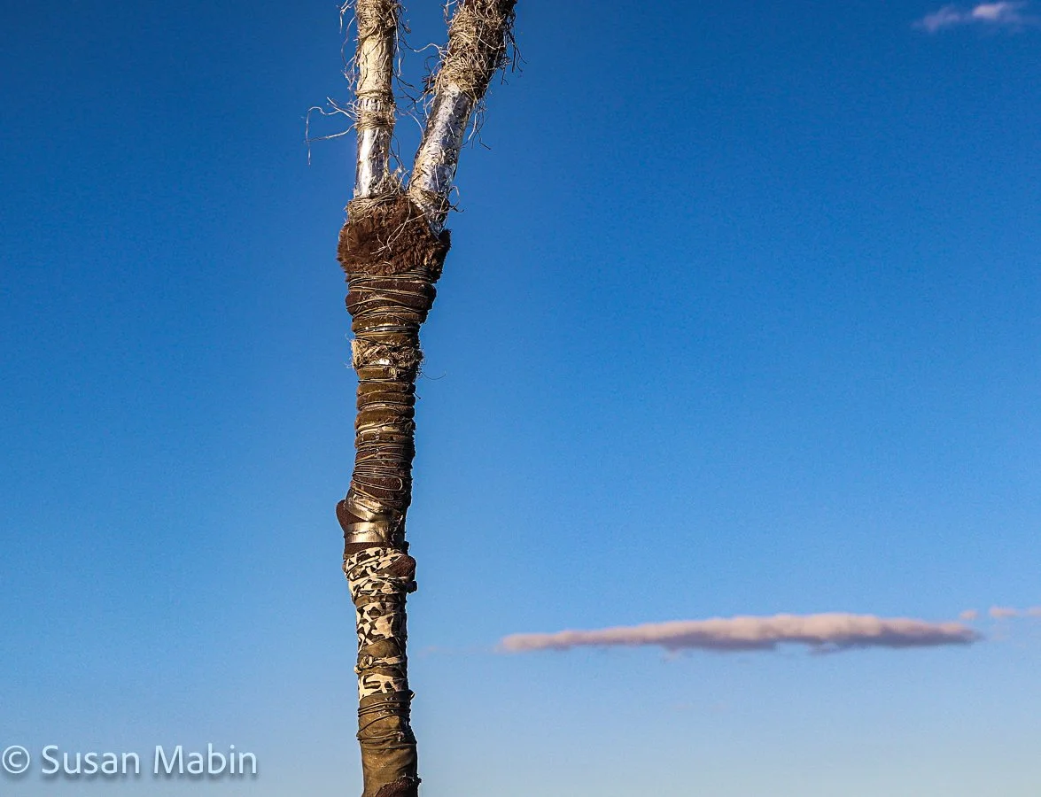 beach trees (7).jpg