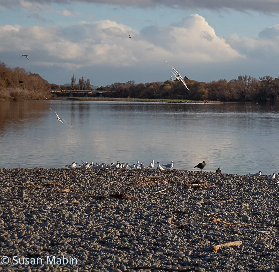 IMG_1544-2.jpg