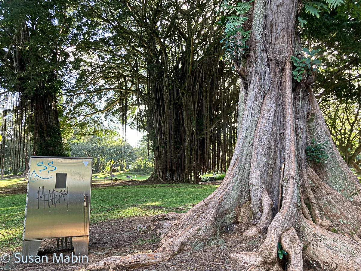 Banyan tree and shiny thing