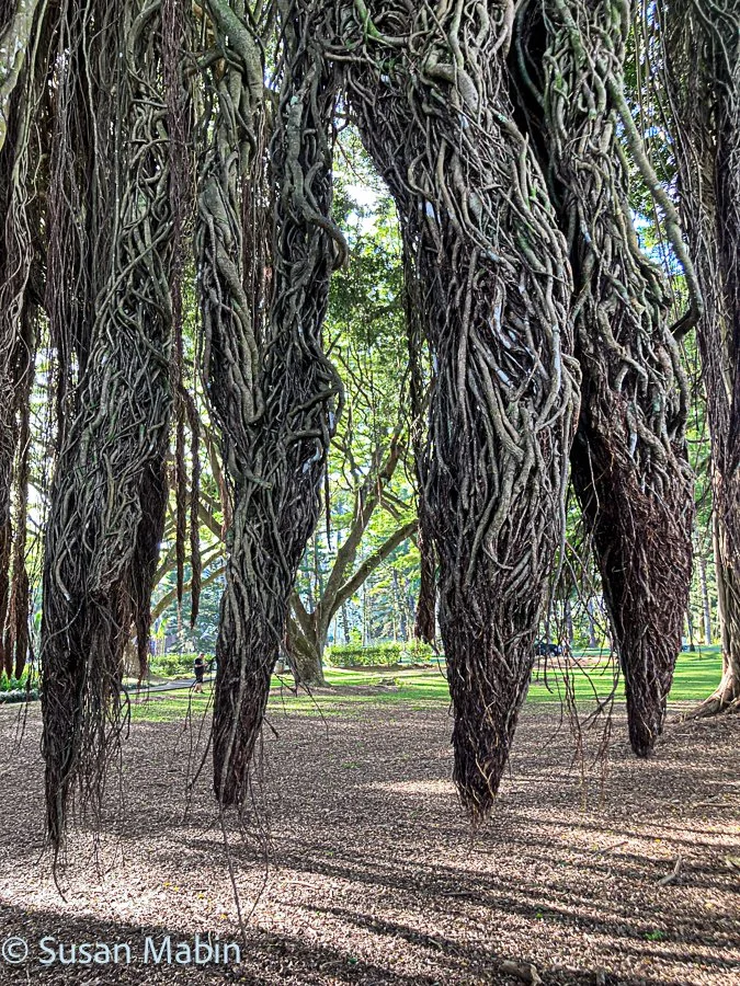 Banyan tree