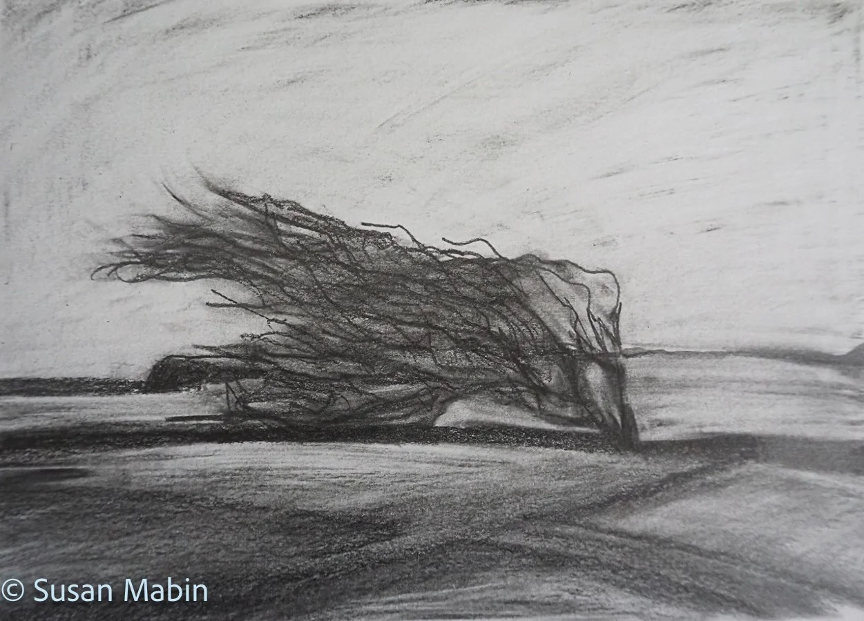 Windswept Tree near coast.  Pencil on Paper