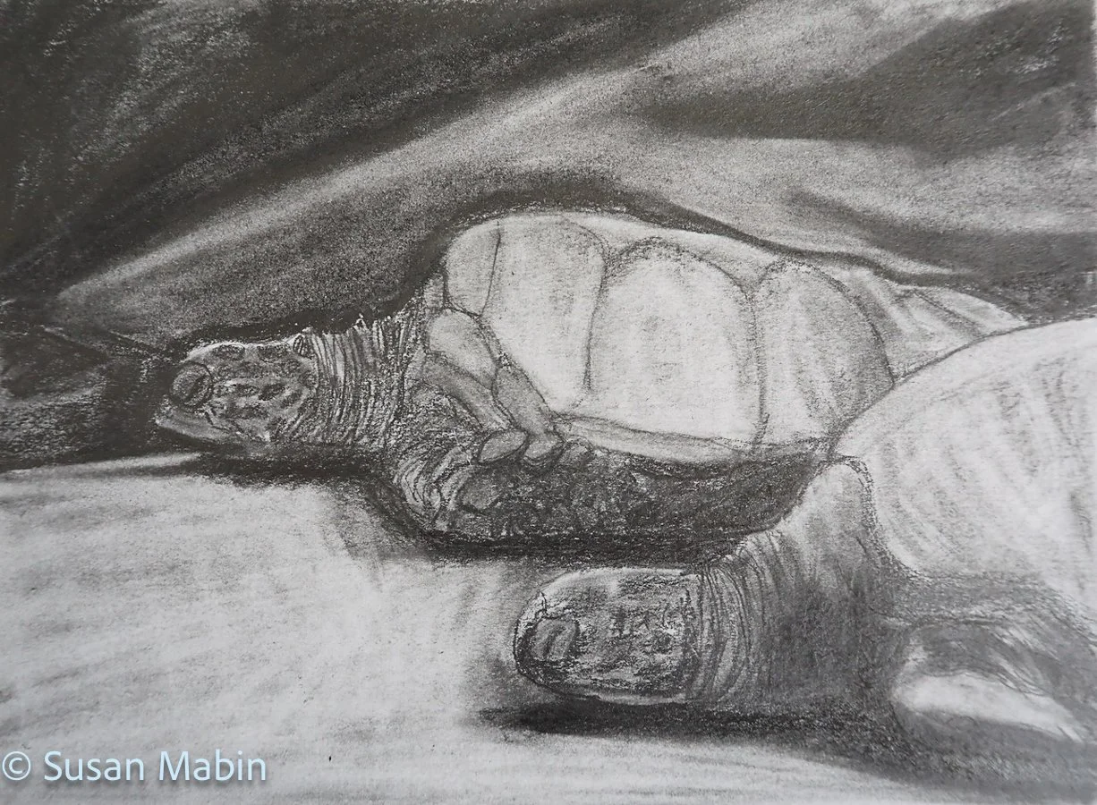Sea Turtles.  Pencil on Paper. 
