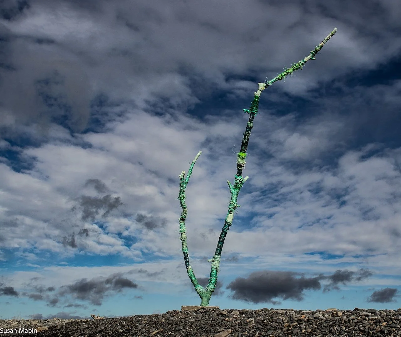  green beach tree 1.1(3) copy.jpg