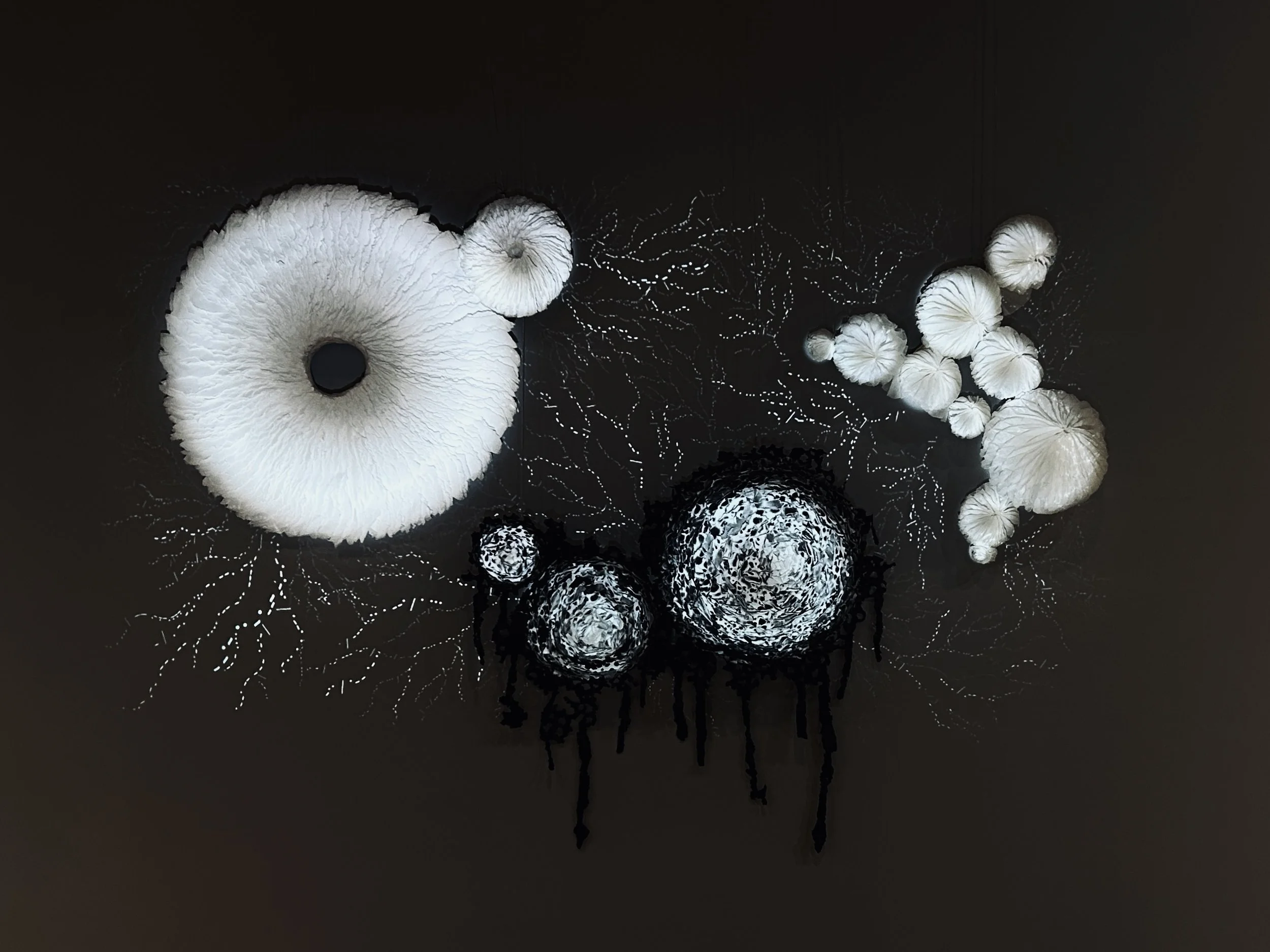 Fungi Conversations