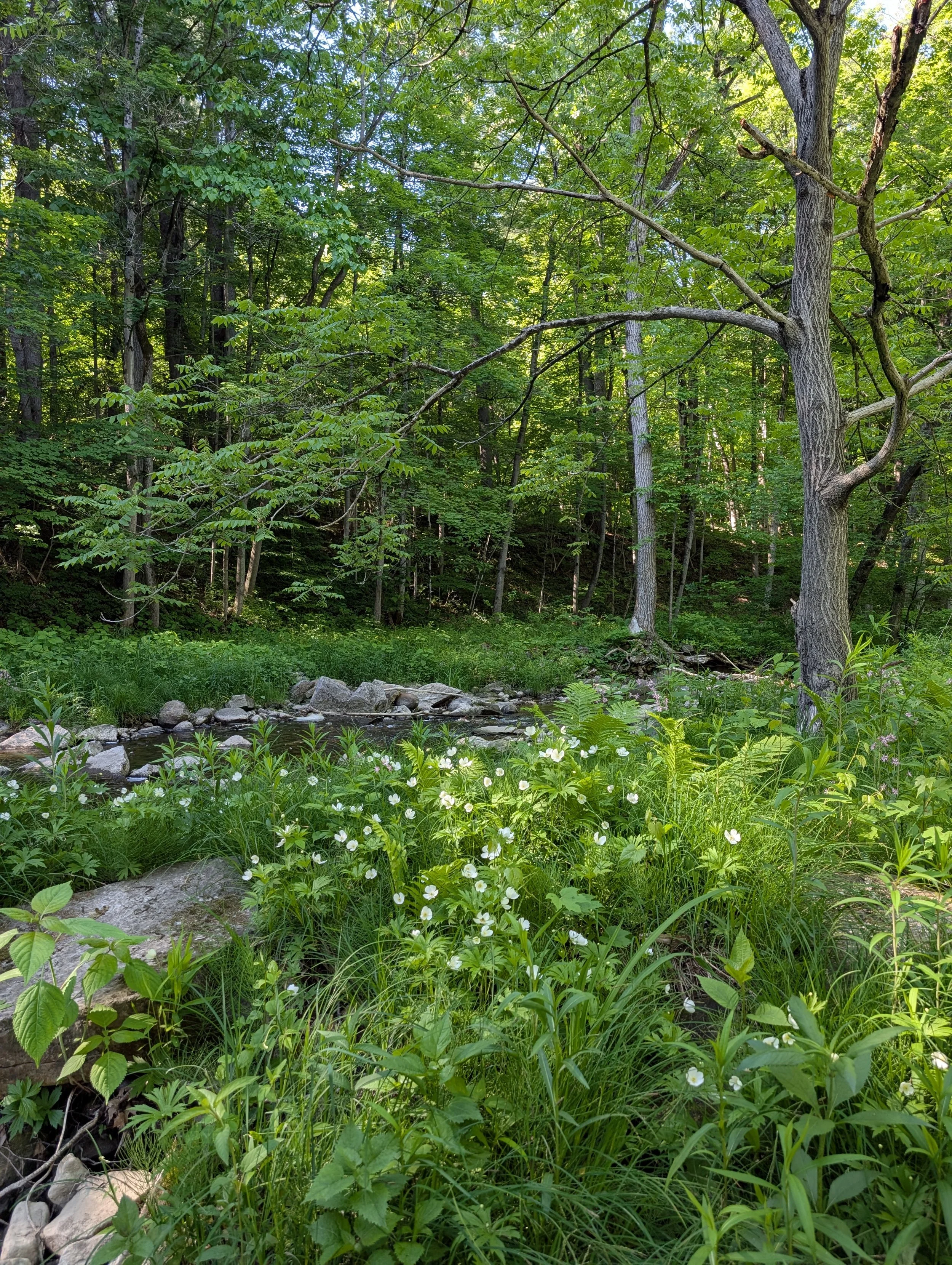 A lush green forest with tall trees, dense foliage, and a small creek with rocks and white flowers in the foreground.