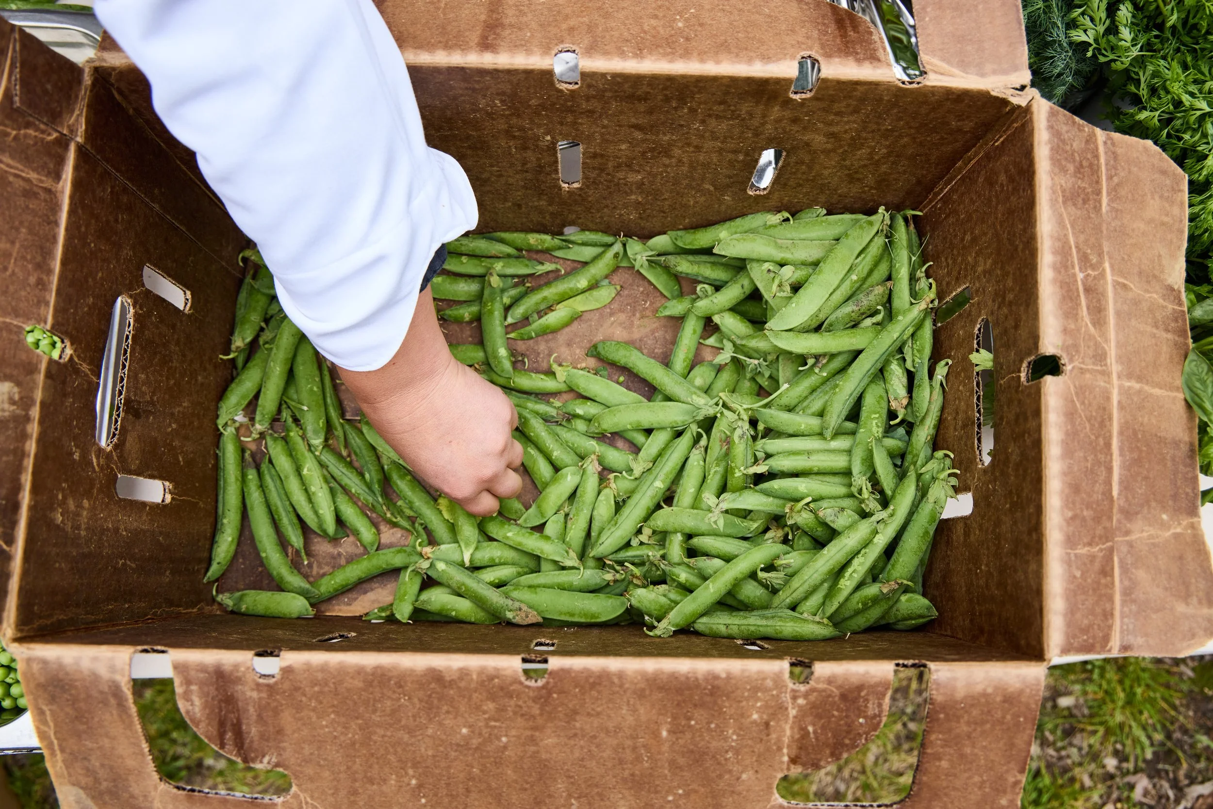 A cardboard farm box filled with fresh snap peas. A Debonair Events chef hand is reaching into the box to prepare a dish.