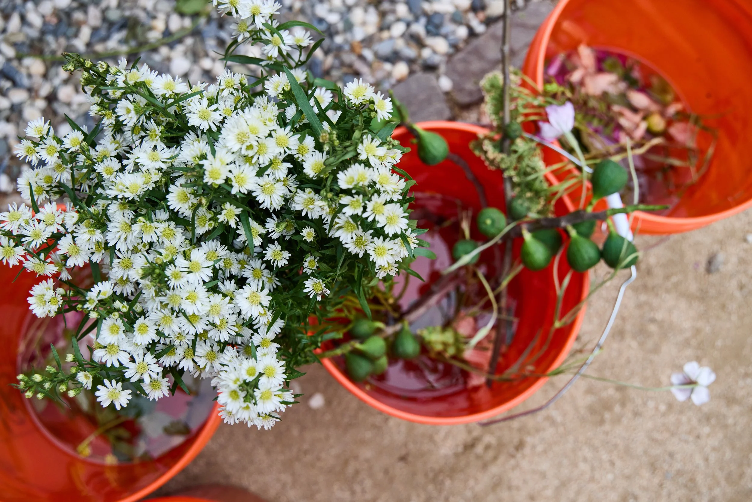 White daisies with yellow centers in red buckets on gravel surface at Debonair Events wedding reception.