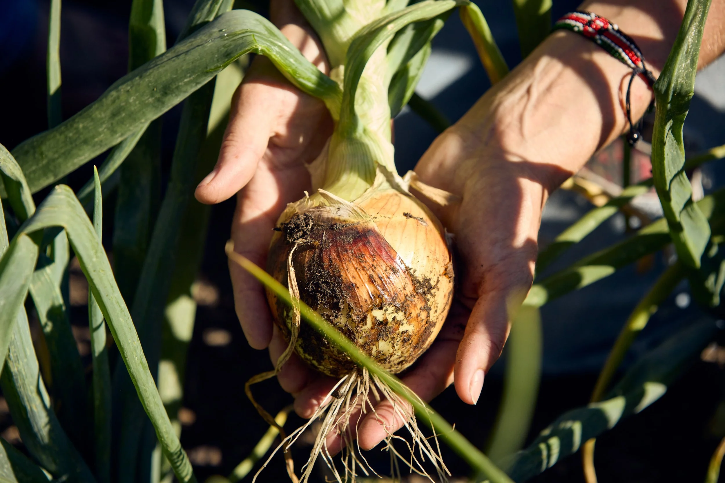 Debonair founder Rachel DiPaolo holding a freshly harvested onion from a Bolinas farm surrounded by green onion leaves.