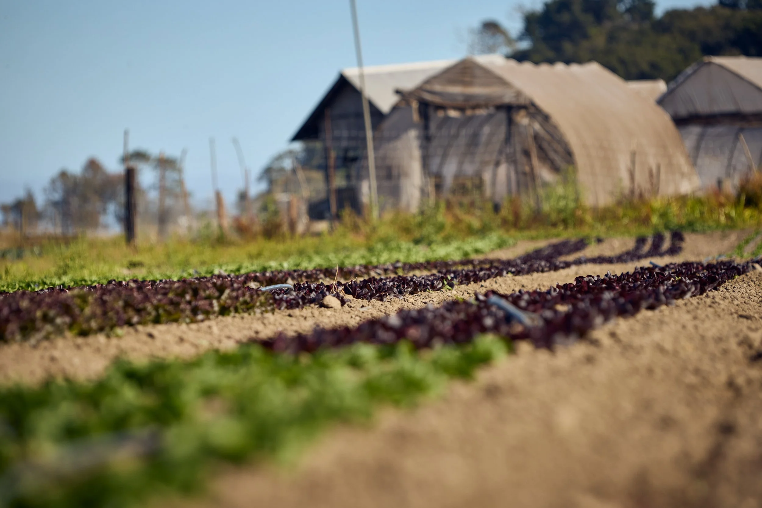 Close-up of rows of leafy vegetables growing in a West Marin farm field with wooden barn structures in the background.
